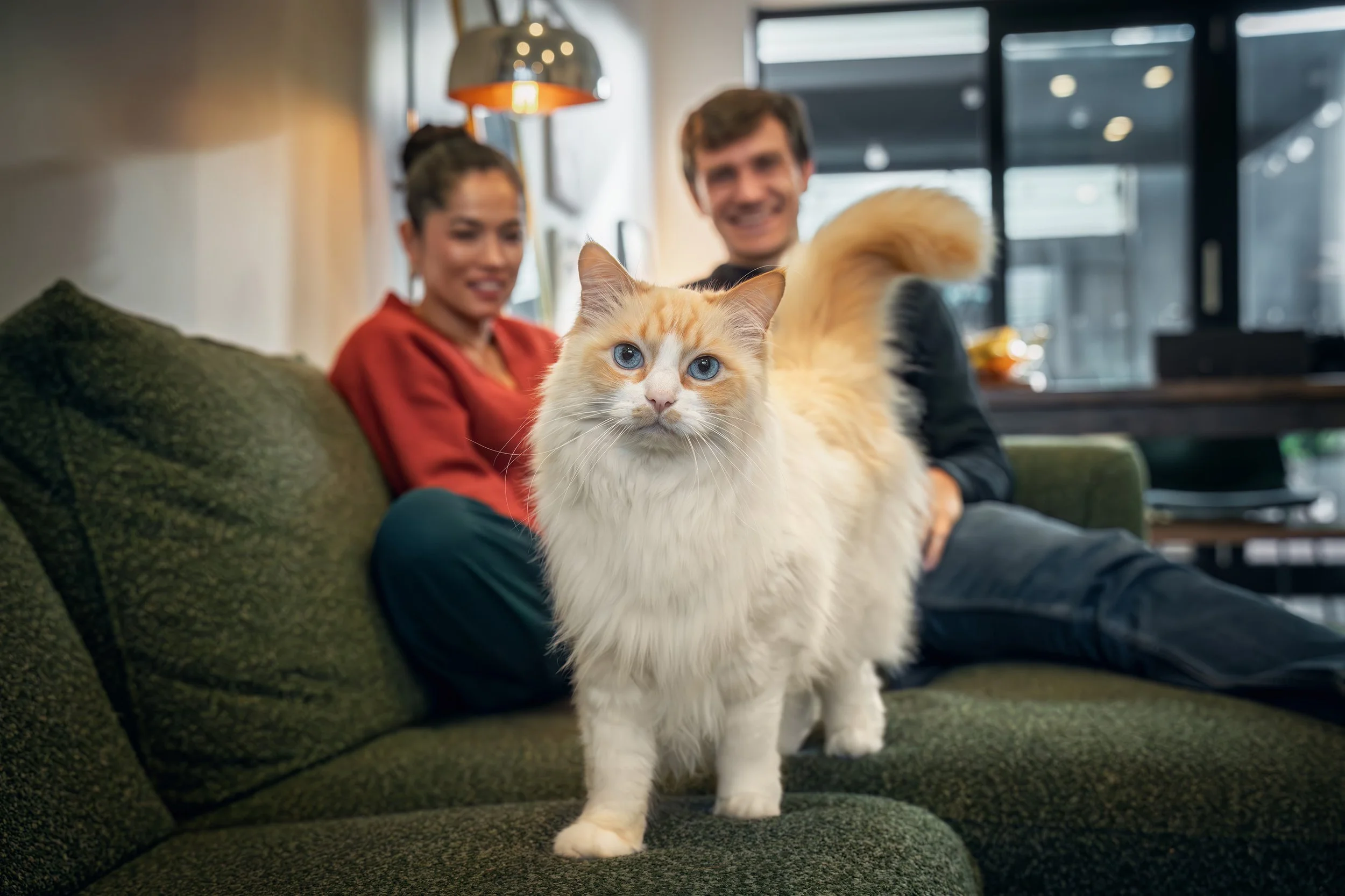 Simba (Ragdoll) - 310825 - full res - 25.jpg