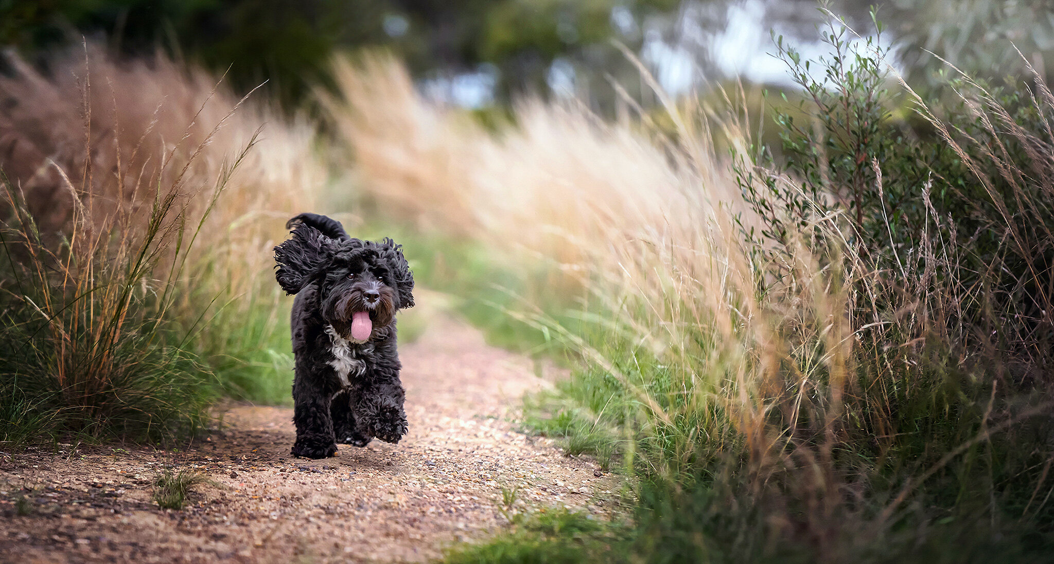 Melbourne Puppy Dog Cat Pet Photography - Paul Tadday (Copy)