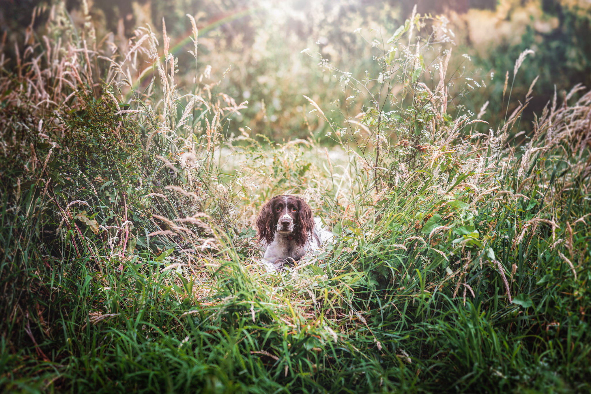 Melbourne Puppy Dog Cat Pet Photography - Paul Tadday (Copy)