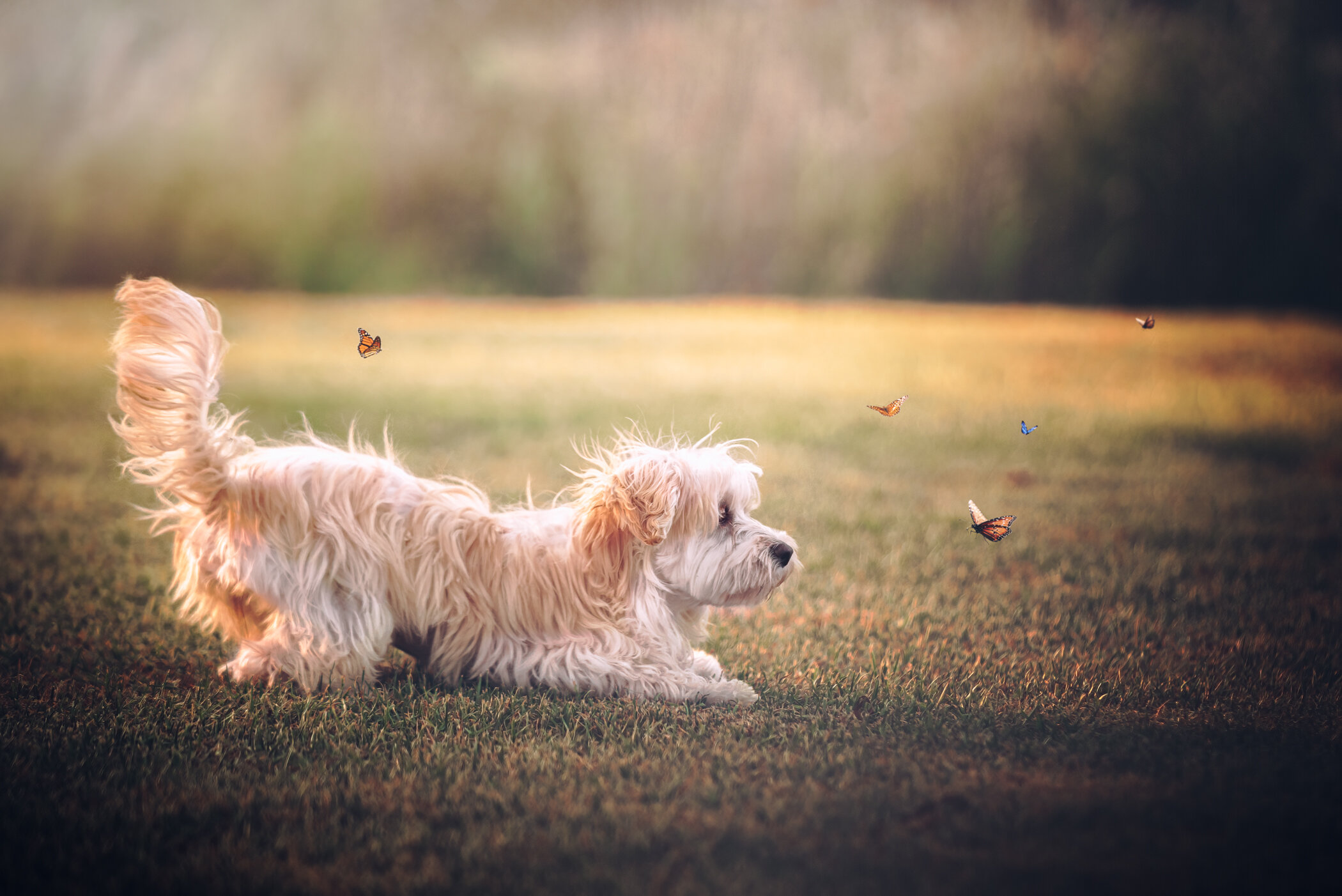 Paul Tadday - Melbourne Dog Cat and Pet Photography (Copy)