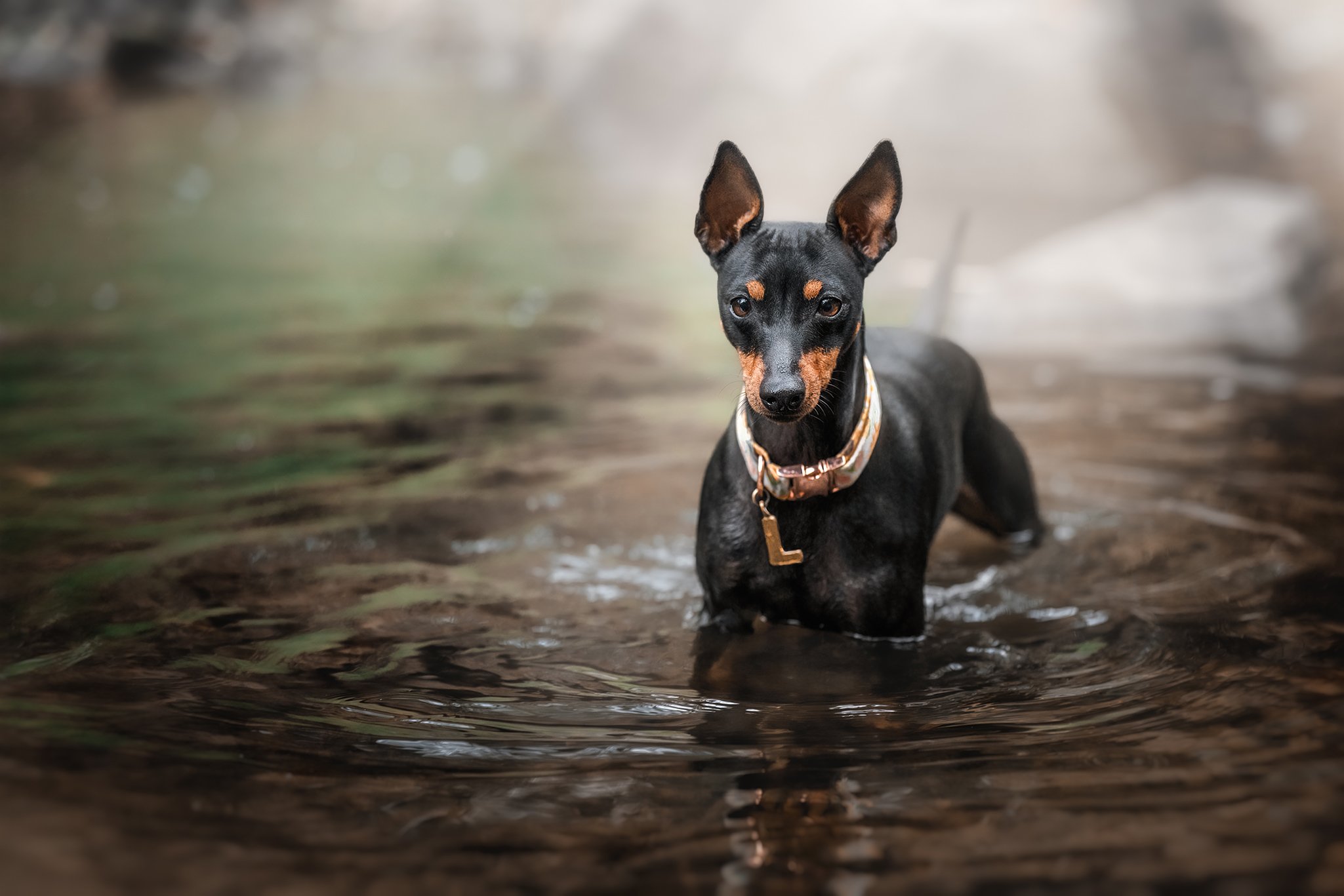 8x12 Lizzie (English Toy Terrier) - 180222 - full res - 17.jpg
