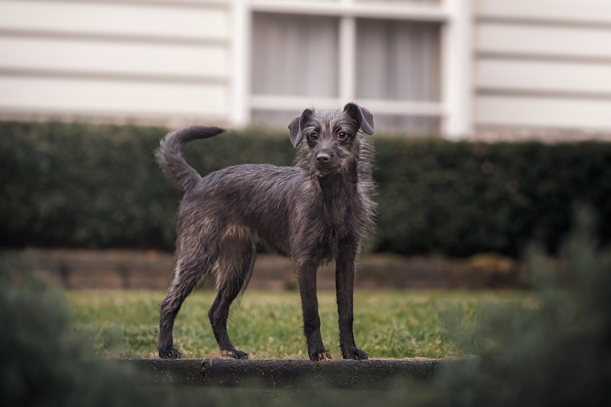 Lace (Greyhound X Mini Poodle) - 230722 45893-Edit.jpg