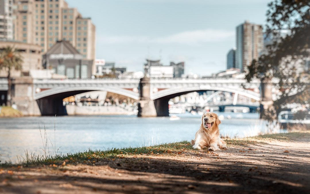 Billy (Golden Retriever) - TOTW - 100422 - instgram - 7.jpg