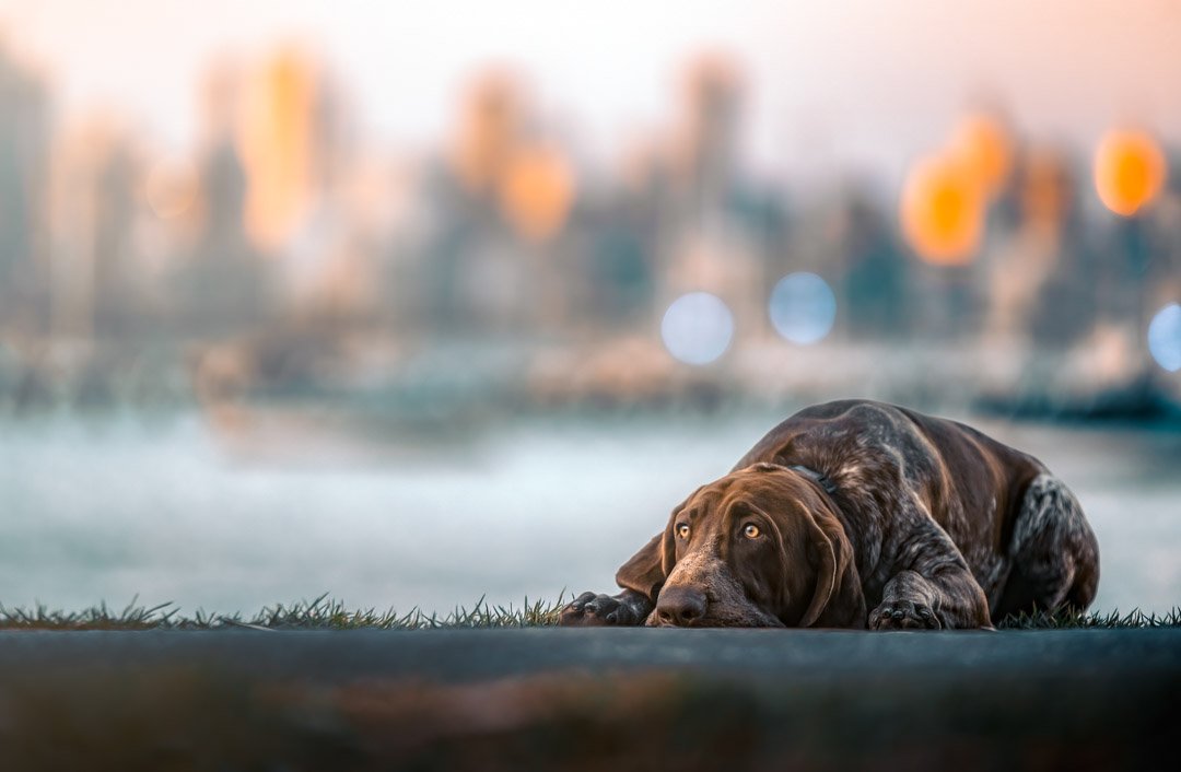 Buddy (Bracco Italiano) - 190322 - 4170 copy-Edit.jpg