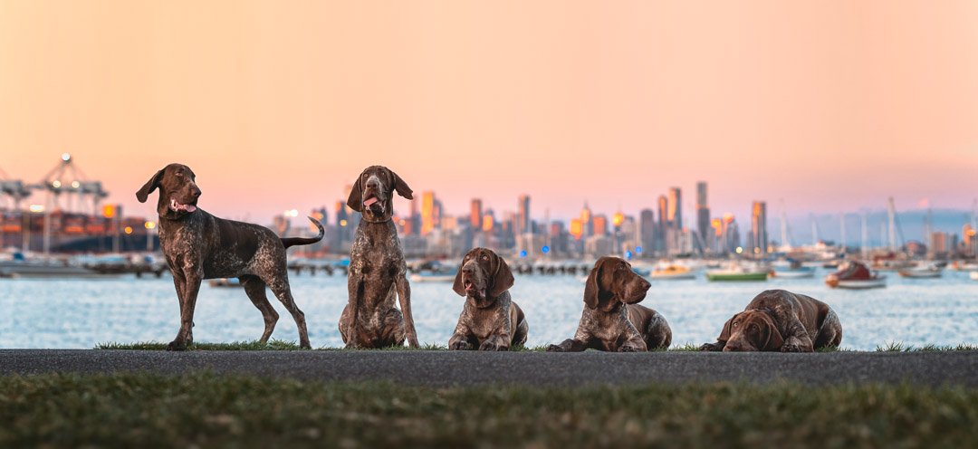 Buddy (Bracco Italiano) - 190322 - 4184-Edit-Edit-3 copy-Edit.jpg