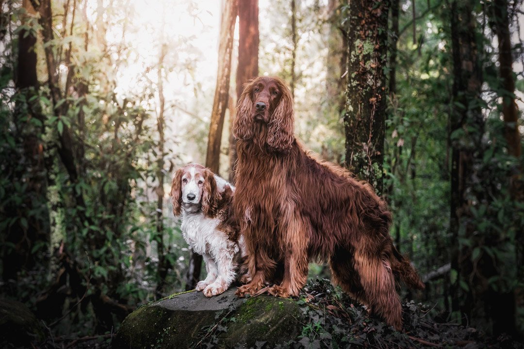 Buddy & Bella (Irish Setter & Welsh Springer Spaniel) - 290722 47761-Edit-Edit.jpg