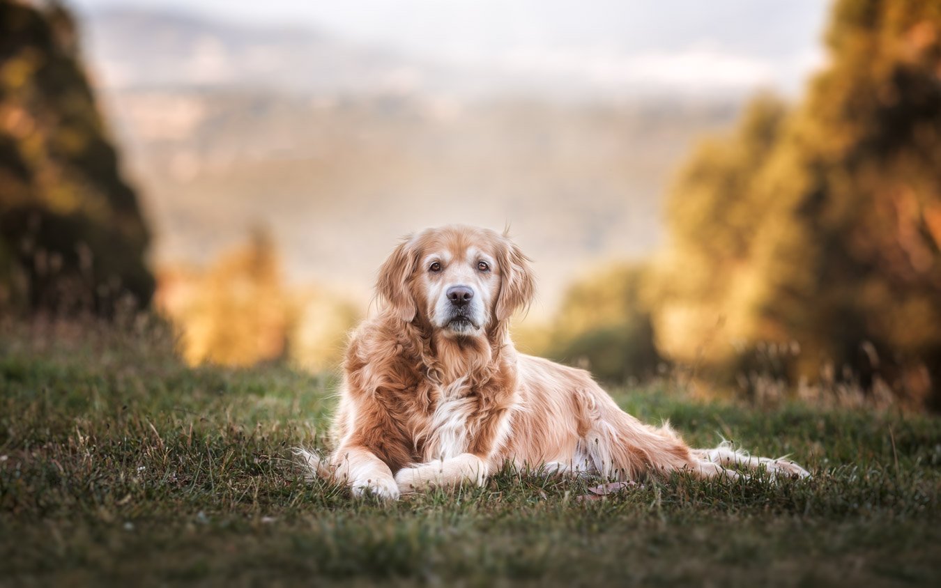 Casey (Golden Retriever) - 220122 - 78991-Edit.jpg