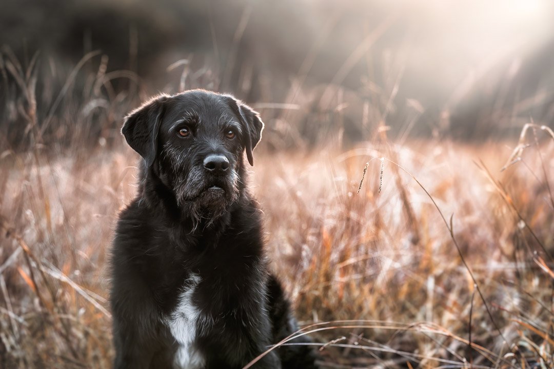 Cooper (Labrador x Irish Wolfhound) - 150522 - 32378-Edit.jpg