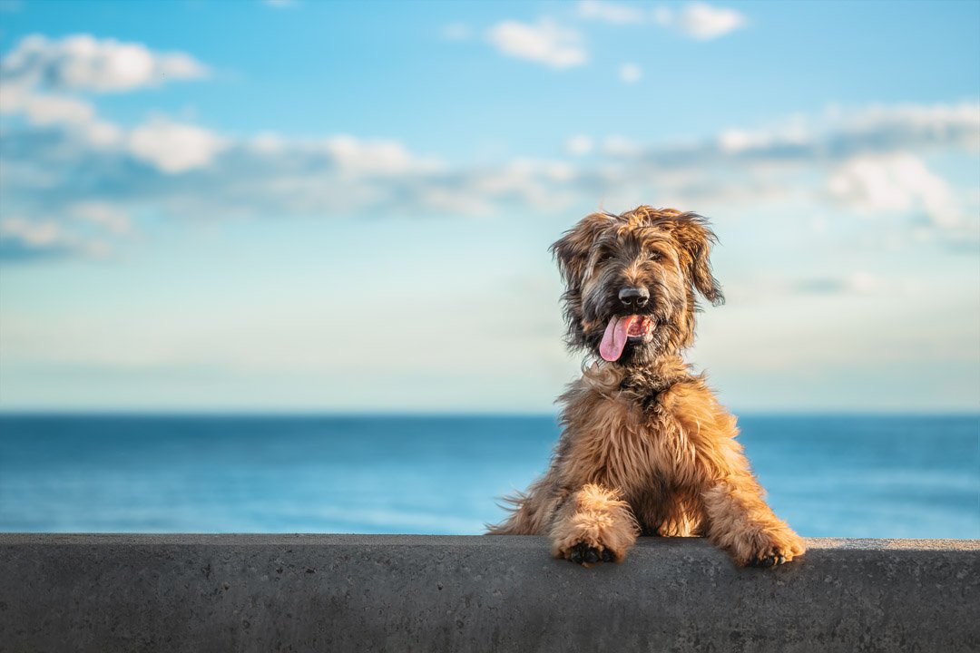 Georgie (Briard) - 270822 64699-Edit-2 copy.jpg