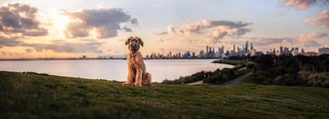 Georgie (Briard) - 270822 64913-Edit.jpg