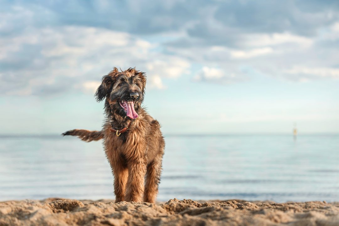 Georgie (Briard) - 270822 64144-Edit.jpg