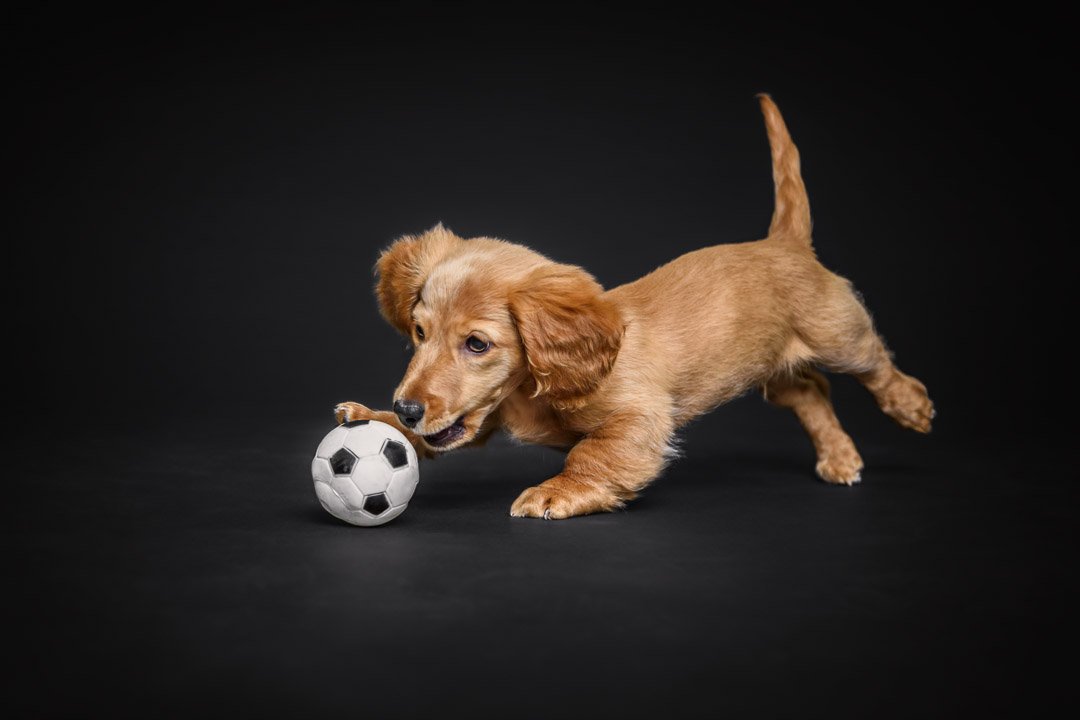 Katsu (Long-haired Dachshund) - 300722 - Paul Tadday Photography - IG : WEB - 19.jpg