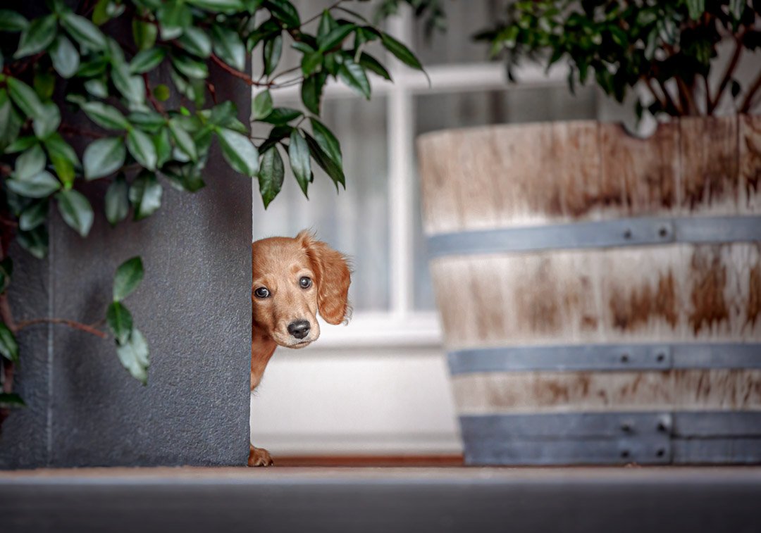 Katsu (Long-haired Dachshund) - 300722 - Paul Tadday Photography - IG : WEB - 50.jpg