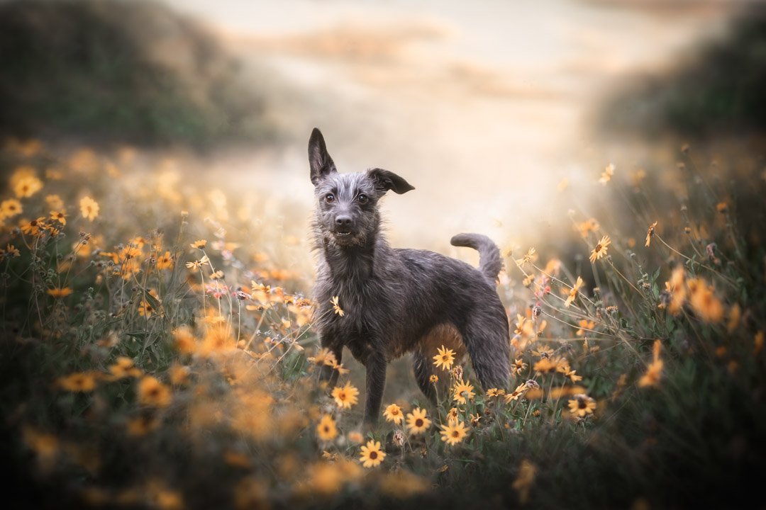 Lace (Greyhound X Mini Poodle) - 230722 - instagram - 14.jpg
