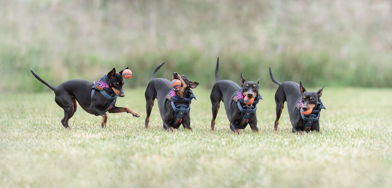 Lizzie (English Toy Terrier) - 180222 - 80302 copy.jpg