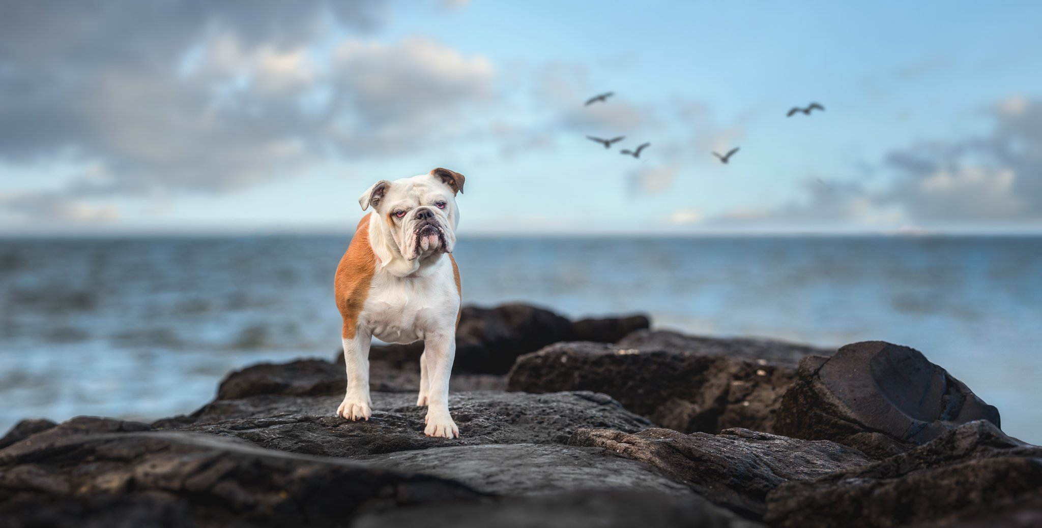 Luna (Bulldog) - 111221 - 71027-Pano copy.jpg