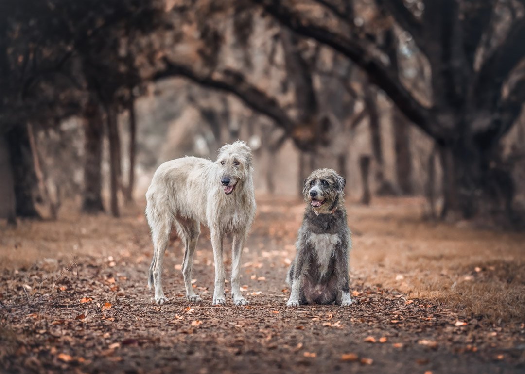 Murphy & Valentine (Irish Wolfhounds) - 130522 - insta web - 6.jpg