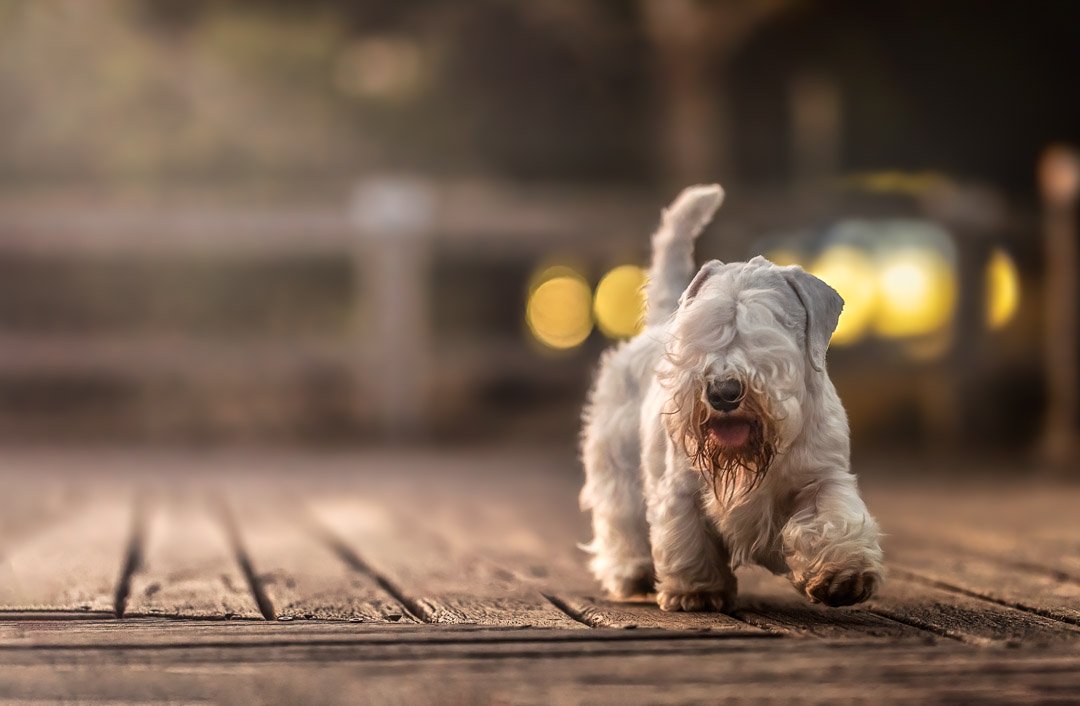 Percy (Sealyham Terrier) - 080422 - 14969-Edit.jpg