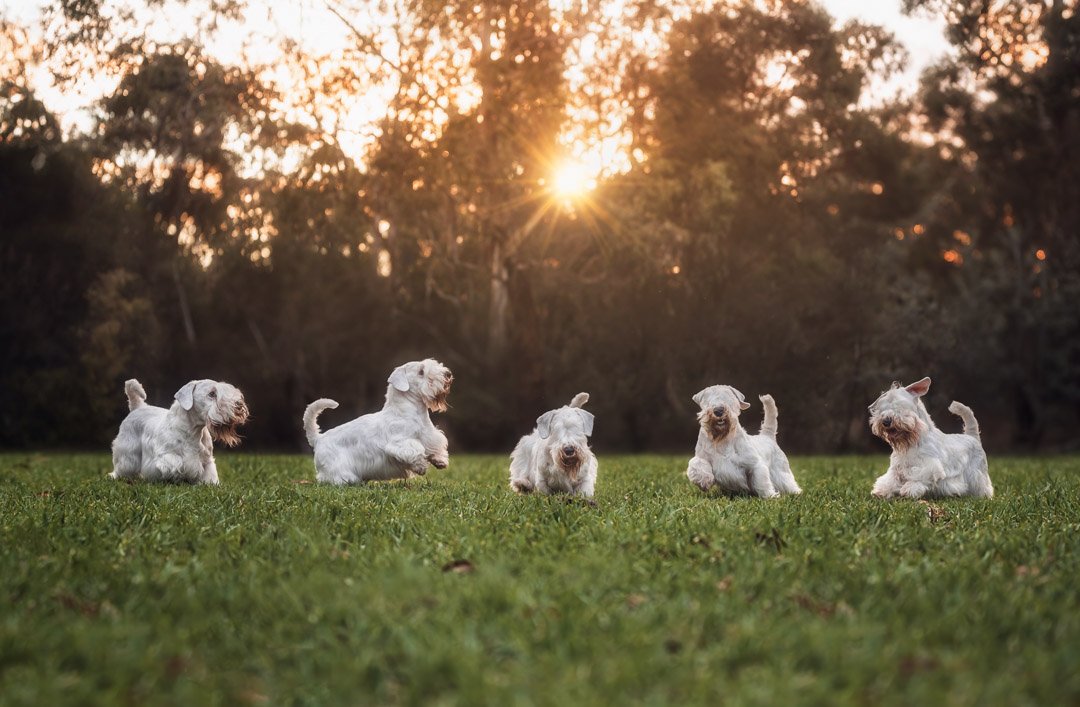 Percy (Sealyham Terrier) - 080422 - 14113-Edit.jpg