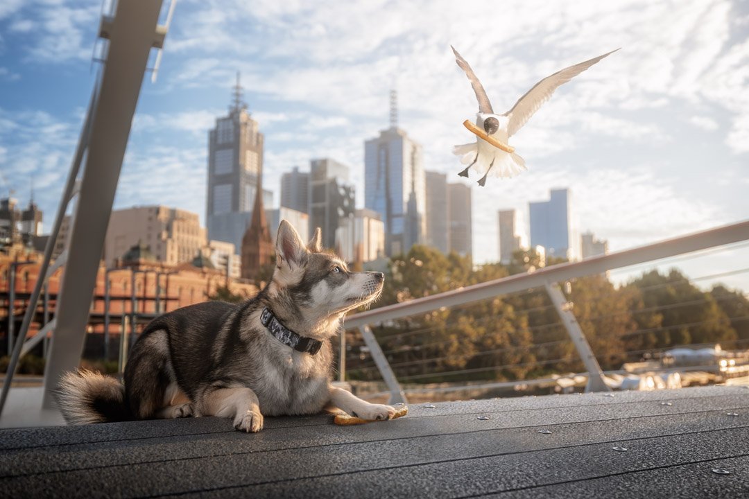 Titan (Alaskan Klee Kai) - 120322 - insta - 5.jpg