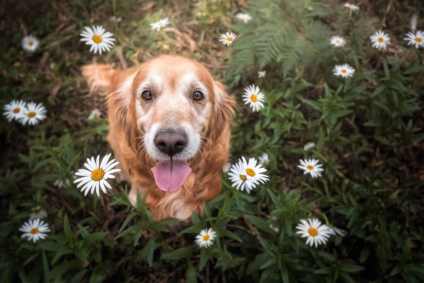 Casey (Golden Retriever) - 220122 - 77326-Edit.jpg