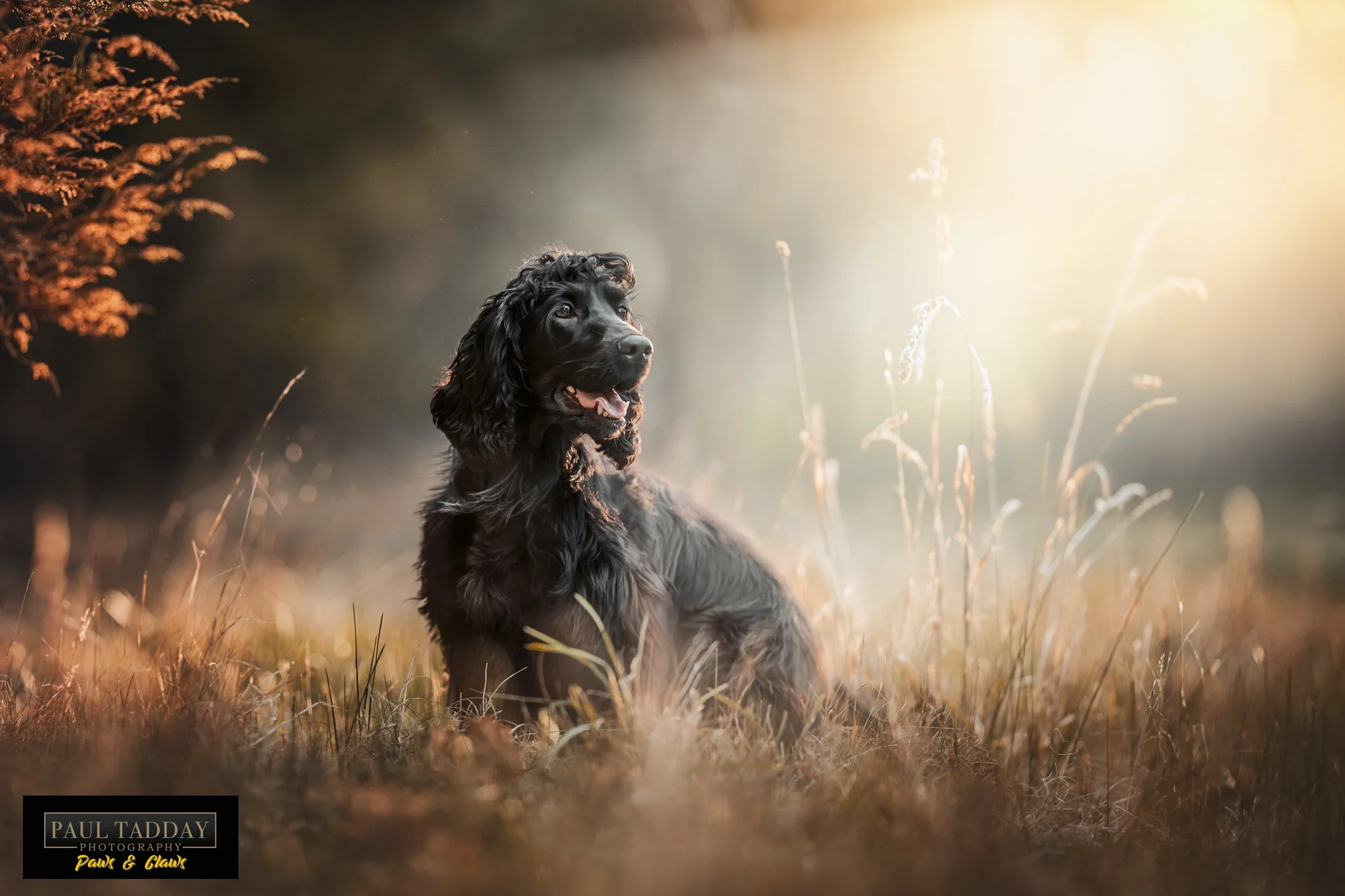 &quot;Winnie &amp; Maisy&quot;
Sisters from other Misters, these girls love to play! I was no match for them when it came to playing hide and seek during their recent photo session!
.
paultadday.com
🐶❤️📸
.
#paultaddayphotography #melbournedogphotog