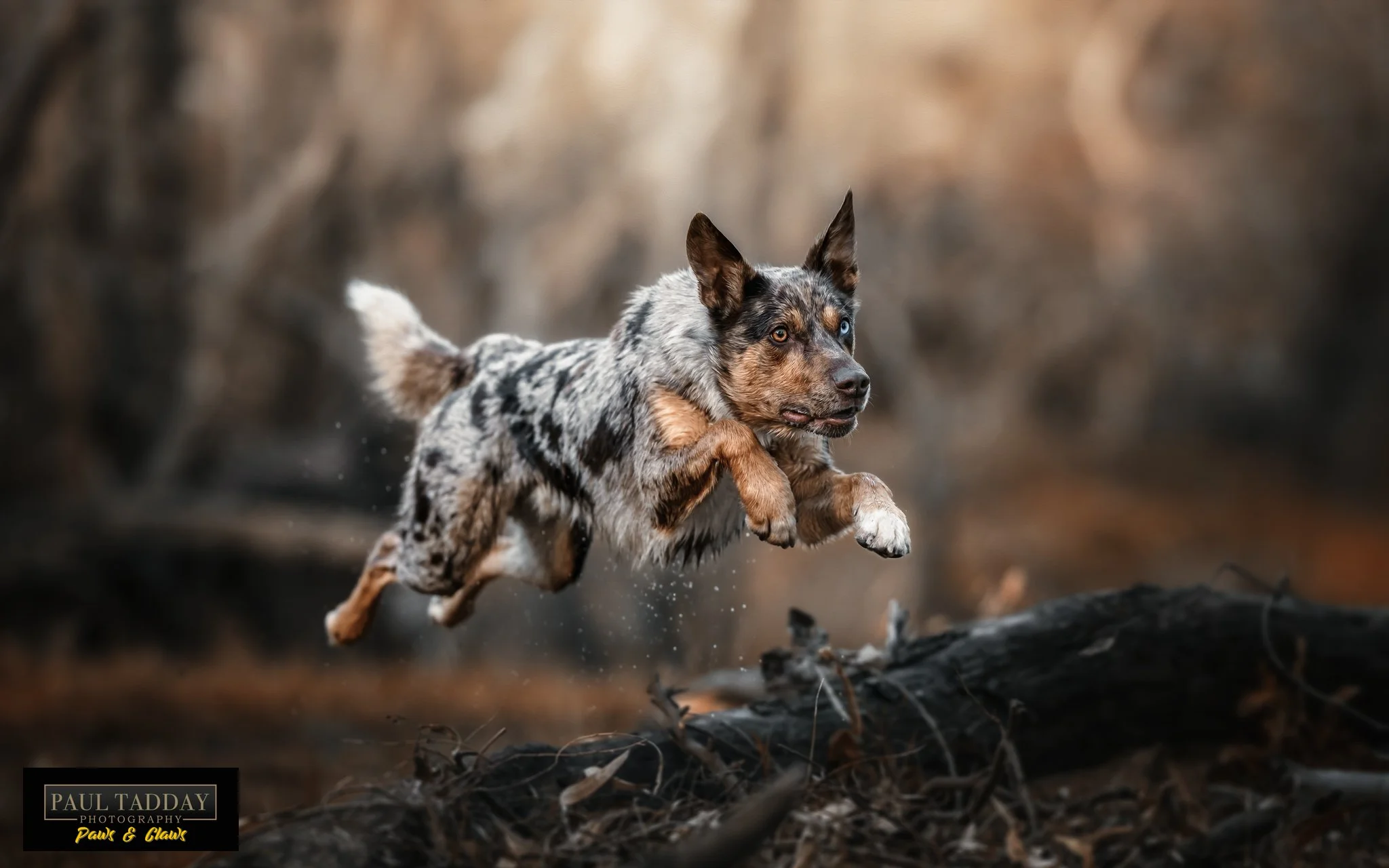 &quot;IMMY&quot; is short for 'Imhotep'.

But this rocket on four-legs is no dusty mummy!

He has more get up and go than a squirrel with a caffeine addiction!

Immy's photo session was a real test to see if my action chops are up to scratch. Thankfu