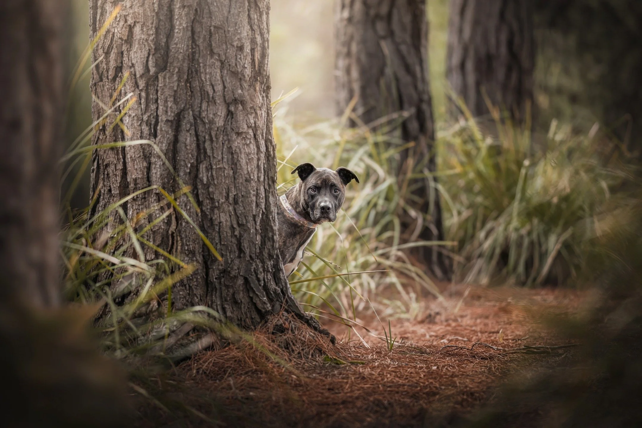 🔥 SNEAK PEEK 🔥

Meet &quot;SASH&quot;, a 9 year old &quot;Heinz variety&quot; rescue doggo, photographed today as part of the 2026 Dog Calendar to raise funds for @foreverfriendsrescue!

&quot;Sash has always been an &lsquo;old soul&rsquo;&hellip; 