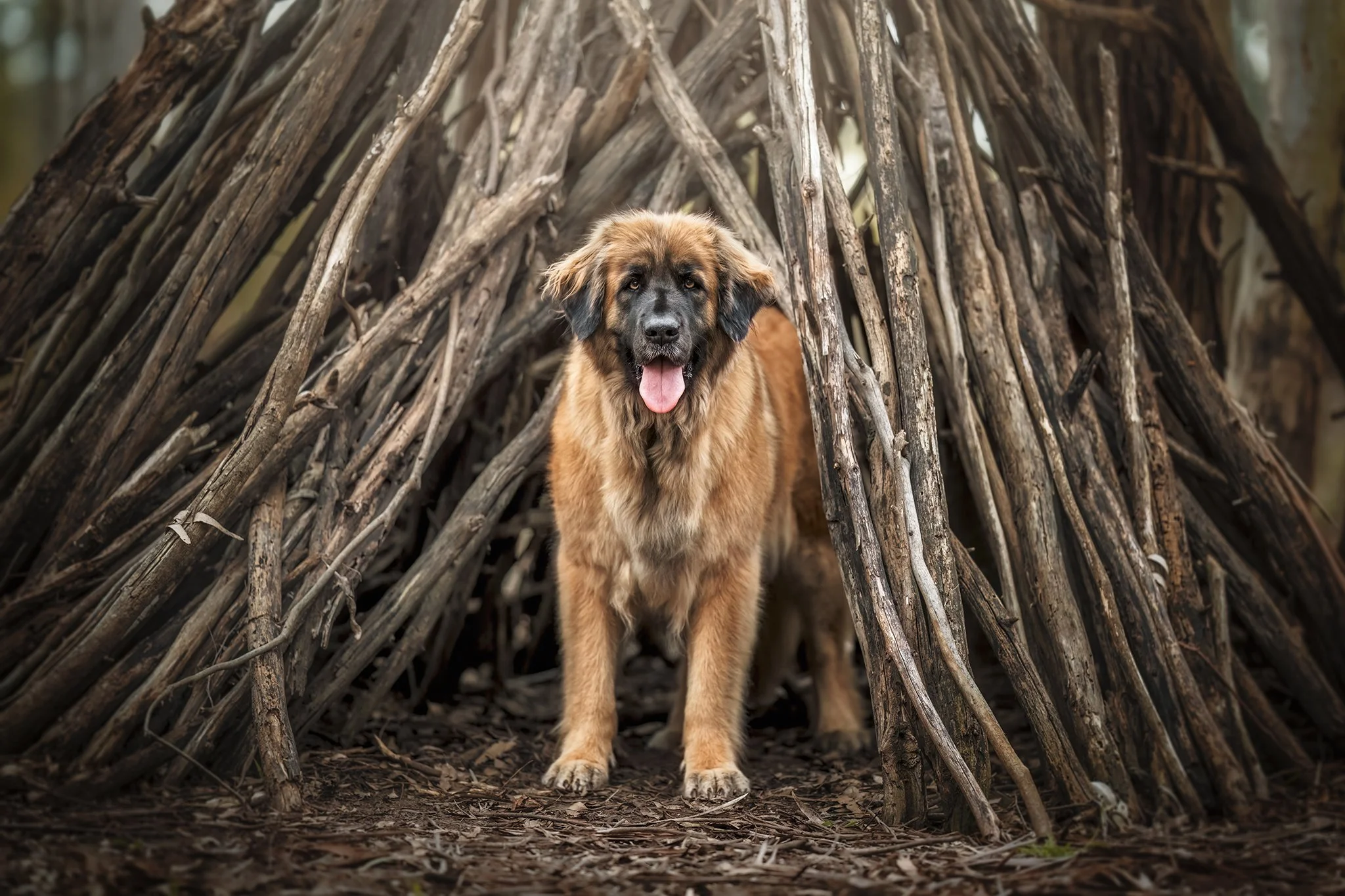 🔥 SNEAK PEEK 🔥
&quot;Greta&quot; the Great - A beautiful 6 year old Leonberger, Greta is the gentlest giant I have ever met! Such a placid girl and a cuddle kitten as well.

&quot;Greta is a great communicator, and has figured out that if she sits 