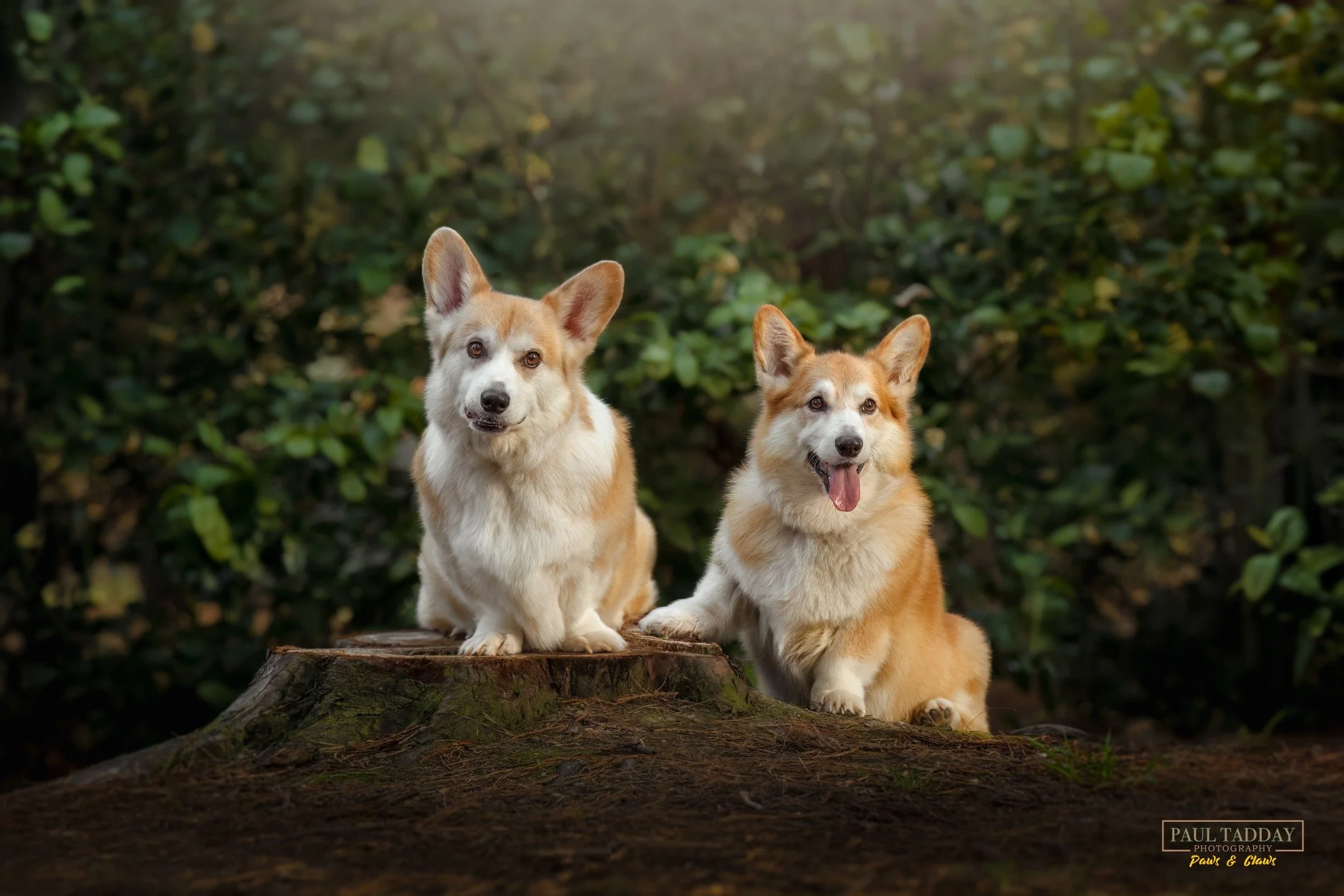 🔥 SNEAK PEEK 🔥
Milo and Hugo - Corgi brothers from different mothers, best mates and soul dogs to their hooman companions! 🐶❤️📸

paultadday.com

#corgiworld #corgisofmelbourne #melbournecorgi #corgimelbourne #corgisofinstagram #dogsofmelbourne #m