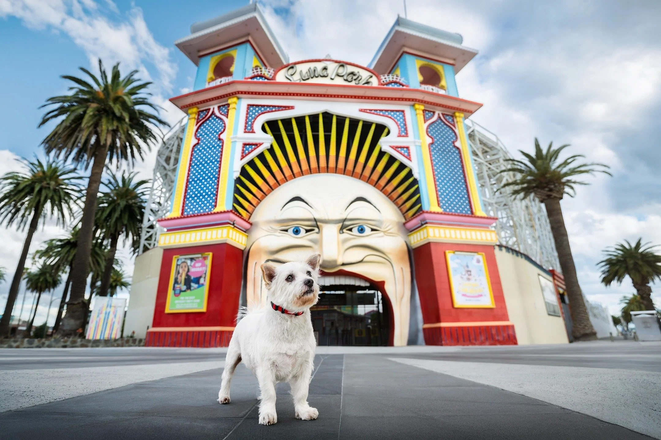 🔥 SNEAK PEEK 🔥
&quot;Reggie&quot; 🐶

Our final session for the 2026 Dog Calendar for @foreverfriendsrescue features 'foster fail' Reggie!

He may only be a little fella but he has the heart of a lion (and appetite!)🦁

Stay tuned for details on ho