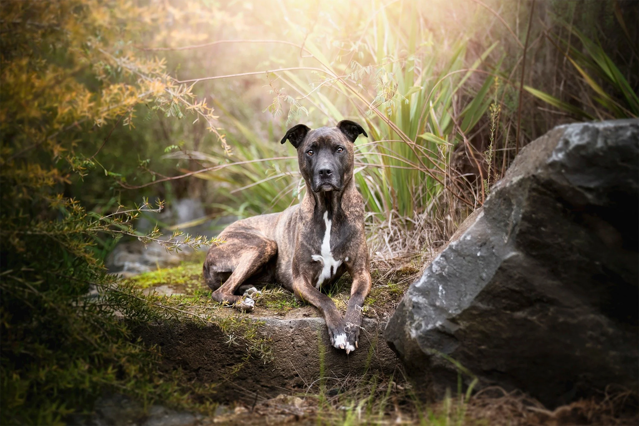 🔥 2026 CALENDAR COVER GIRL 🔥

Congratulations to &quot;SASH&quot;, voted as our 2026 calendar 'cover dog'.

The 2026 Paul Tadday Photography calendar will feature a year of gorgeous puppy pics, while also helping the awesome people at @foreverfrien
