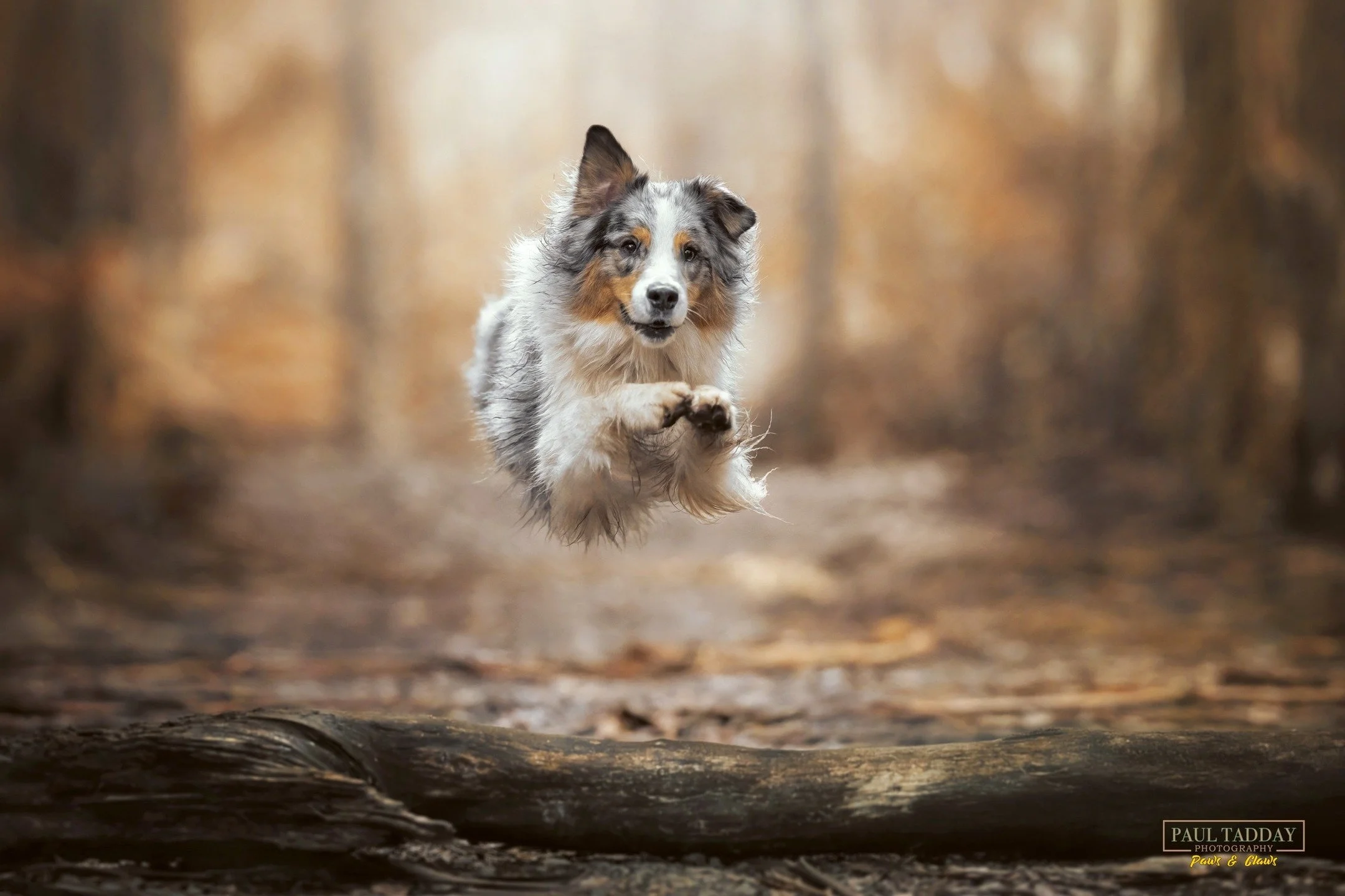 &quot;Lola&quot; is an Aussie Shepherd with an incredible love of the outdoors. She was totally in her element during her photo session in the Dandenong Ranges recently.
🐶❤📸

Book an amazing photo session for your pooch or order a Gift Voucher for 