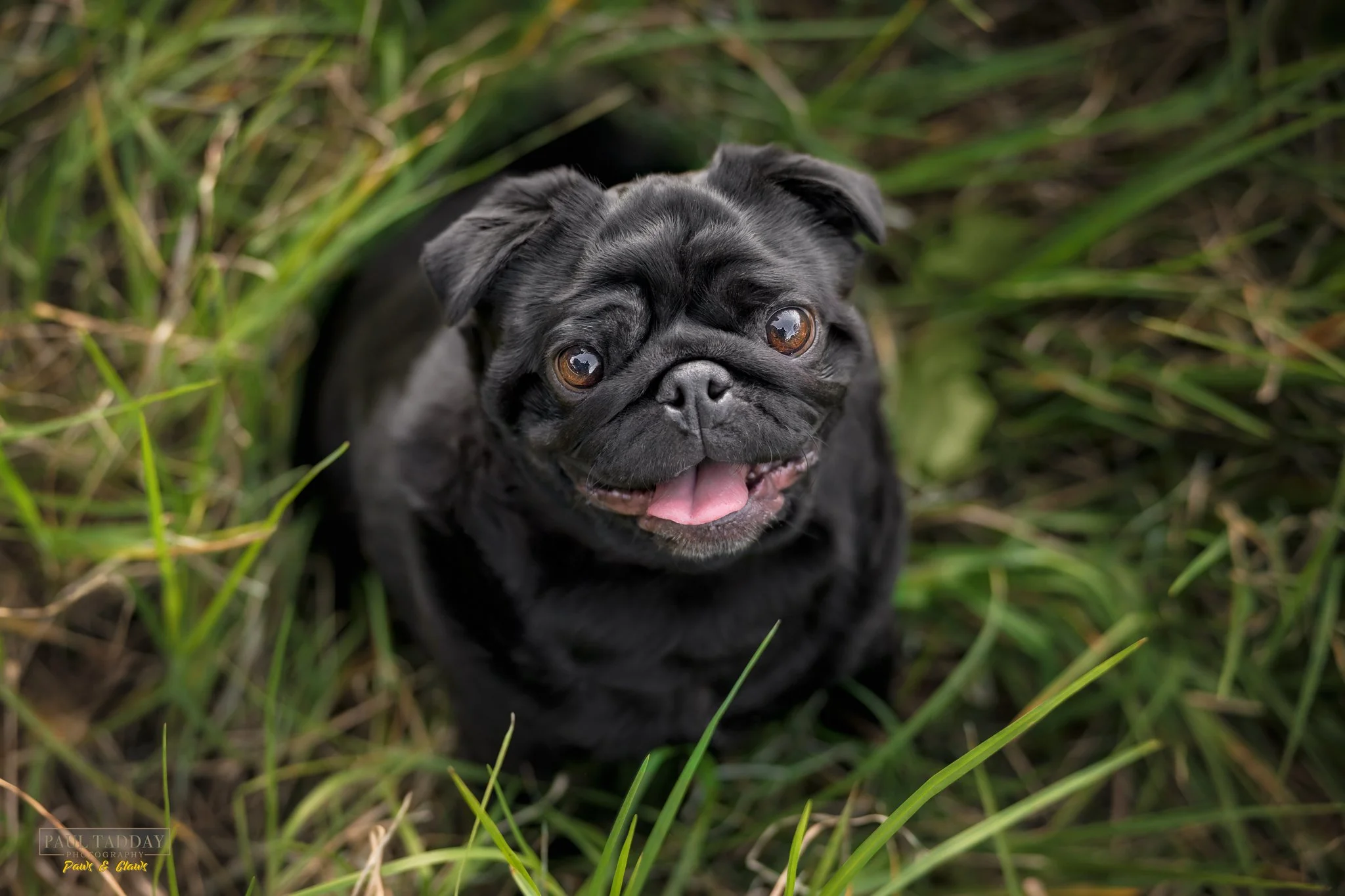 &quot;BUCKLEY&quot;

It's a big, wide world out there and Buckley the Pug wants to explore it all!
🐶❤️📸

paultadday.com

#melbournepug #pugsofmelbourne #dogsofmelbourneaustralia #melbournedoglovers #melbournedogphotography #melbournedogphotographer