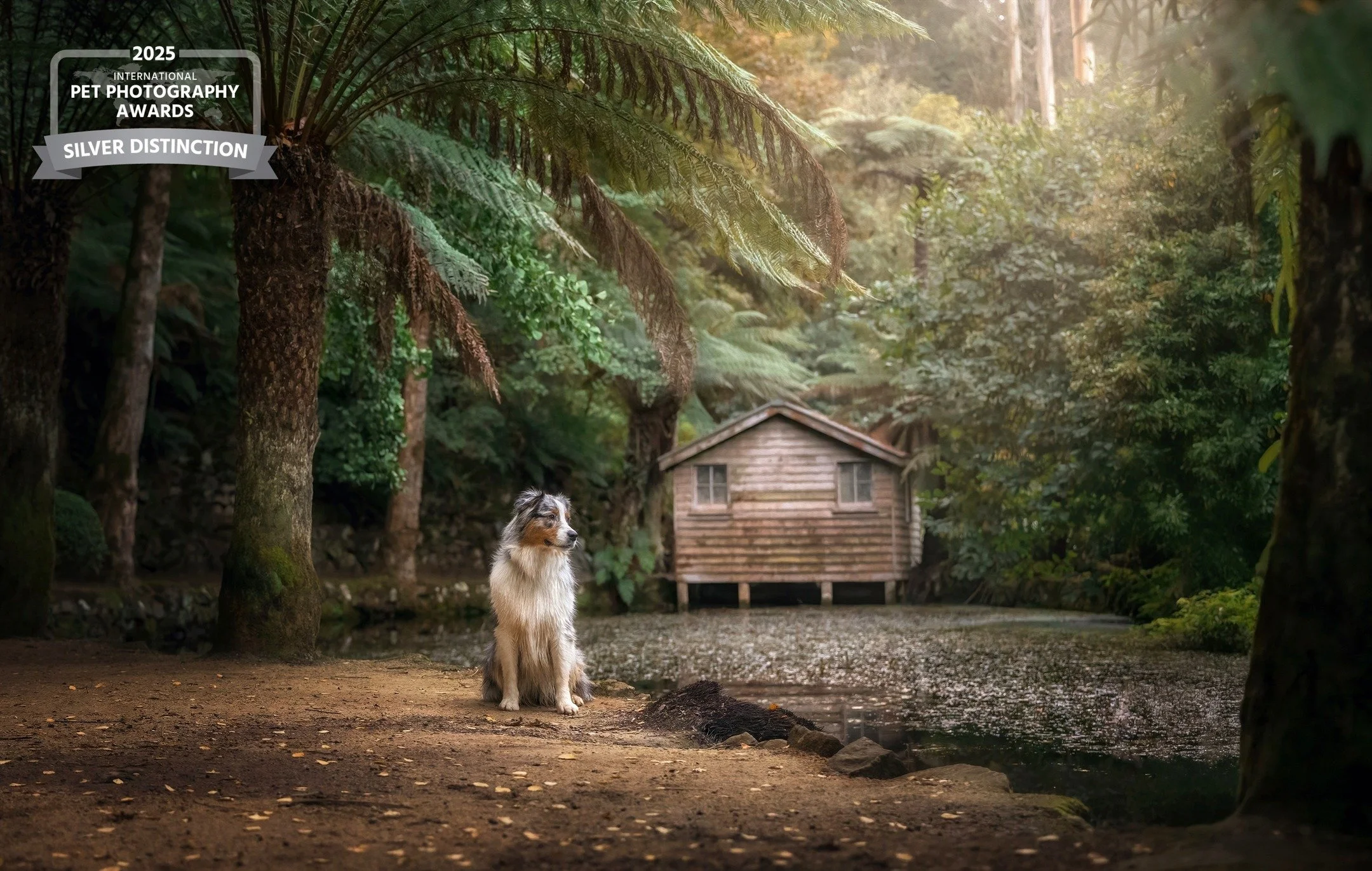 &quot;Lola&quot; ❤️

The @internationalpetphotoawards were held recently and I was very proud to receive recognition for some of my images from the past year! 📸🎉

Thanks to all of these amazing puppies and people for being part of my pet photograph