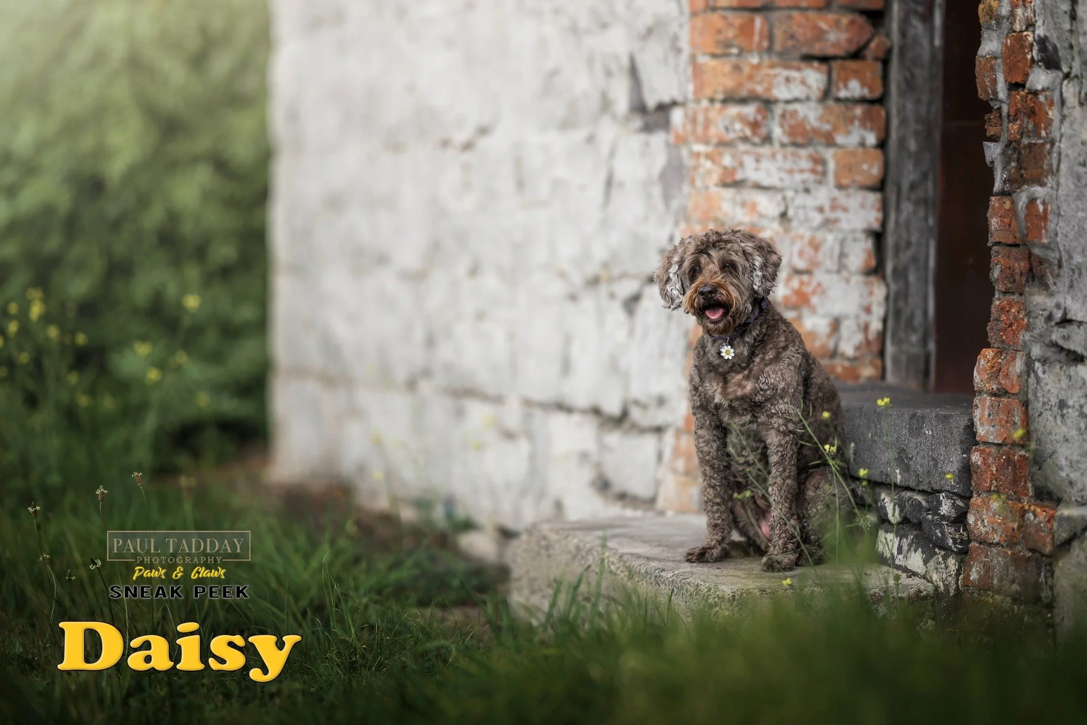🔥 SNEAK PEEK 🔥
🐶🌼 Sweet &quot;Daisy&quot;
(Mini Labradoodle - 11)

&quot;Daisy really likes &quot;finding&quot; things by scent and sometimes we play by hiding objects in the house and asking her to fetch them. 

One time we were out at the park 
