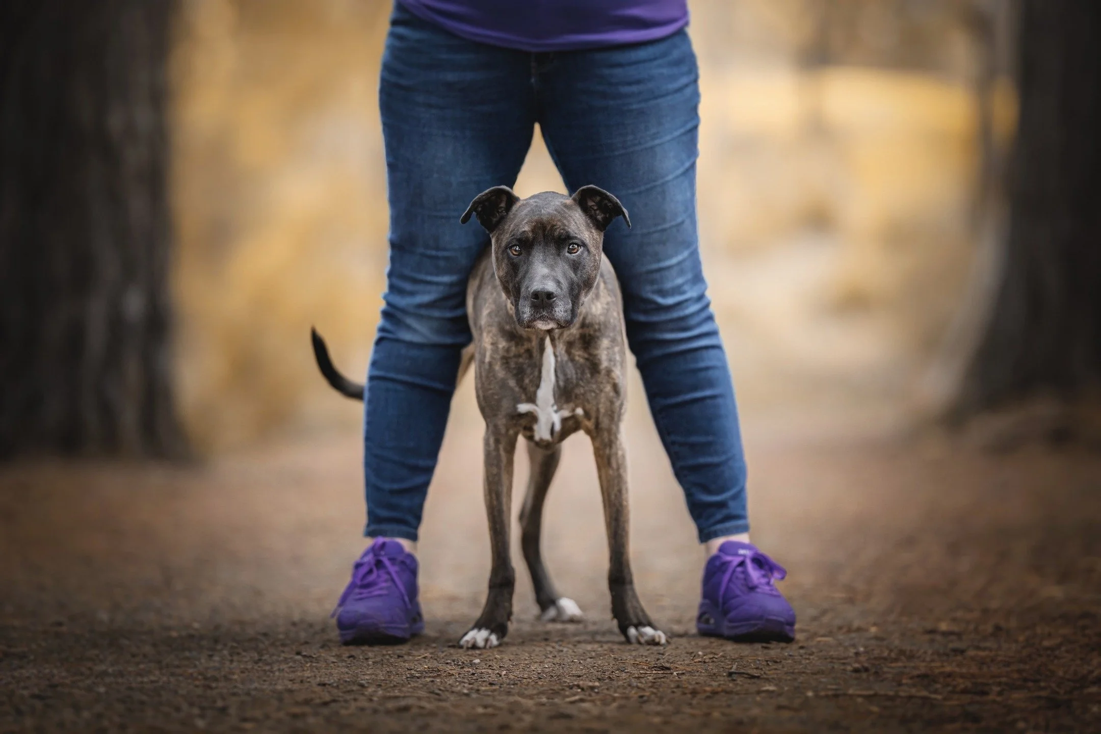❤️ SASH ❤️

The 'cover dog' of our 2026 Dog Calendar, Sash is an absolute star!

&quot;Sash has always been an &lsquo;old soul&rsquo;&hellip; never particularly a silly puppy or naughty&hellip; she has always been a bit of an old lady dog&hellip; tho