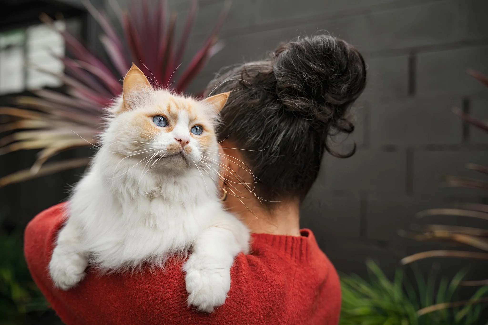 Simba (Ragdoll) - 310825 - full res - 11.jpg