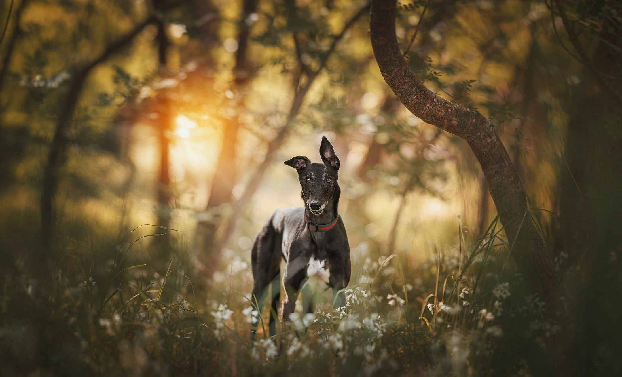 🔥 SNEAK PEEK 🔥
&quot;Hila&quot; - a beautiful, sweet soul, 8 year old Hila is fighting the hardest battle against and aggressive cancer. But it's definitely not stopping her living her best life and sharing love with all those around her. 🐶❤

&quo