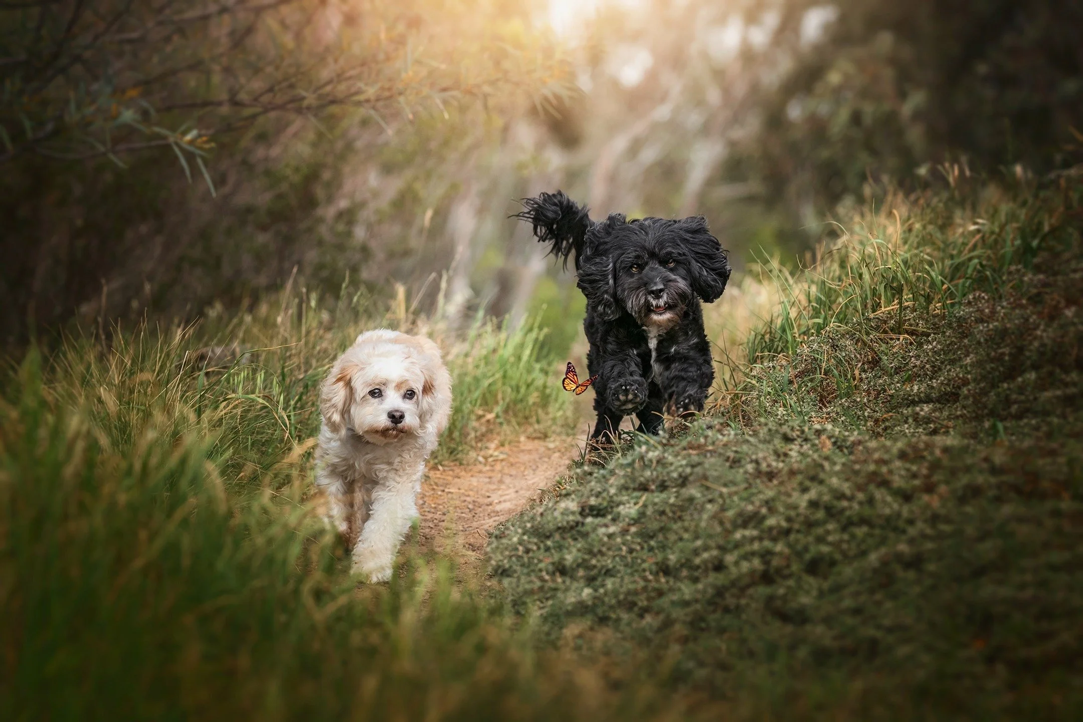🔥 SNEAK PEEK 🔥
📸
After having had separate puppy photo sessions in the past, Molly (13 years young!) and Monty (6 years of pure energy) were captured together for their first joint photo session.

Watching these two bond and pose for the camera wa