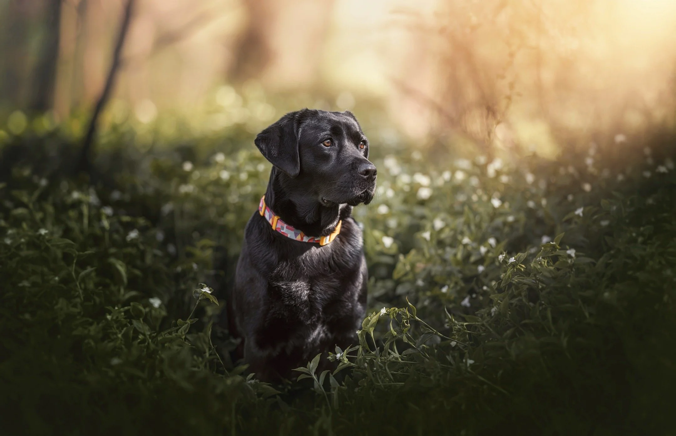 🔥 SNEAK PEEK 🔥
🐶❤📸
This weekend I had an amazing time photographing Ivy, a black lab with a heart of gold!

This adventurous girl absolutely loves running, splashing around in water, and hanging out with her fam, no matter where the adventure tak