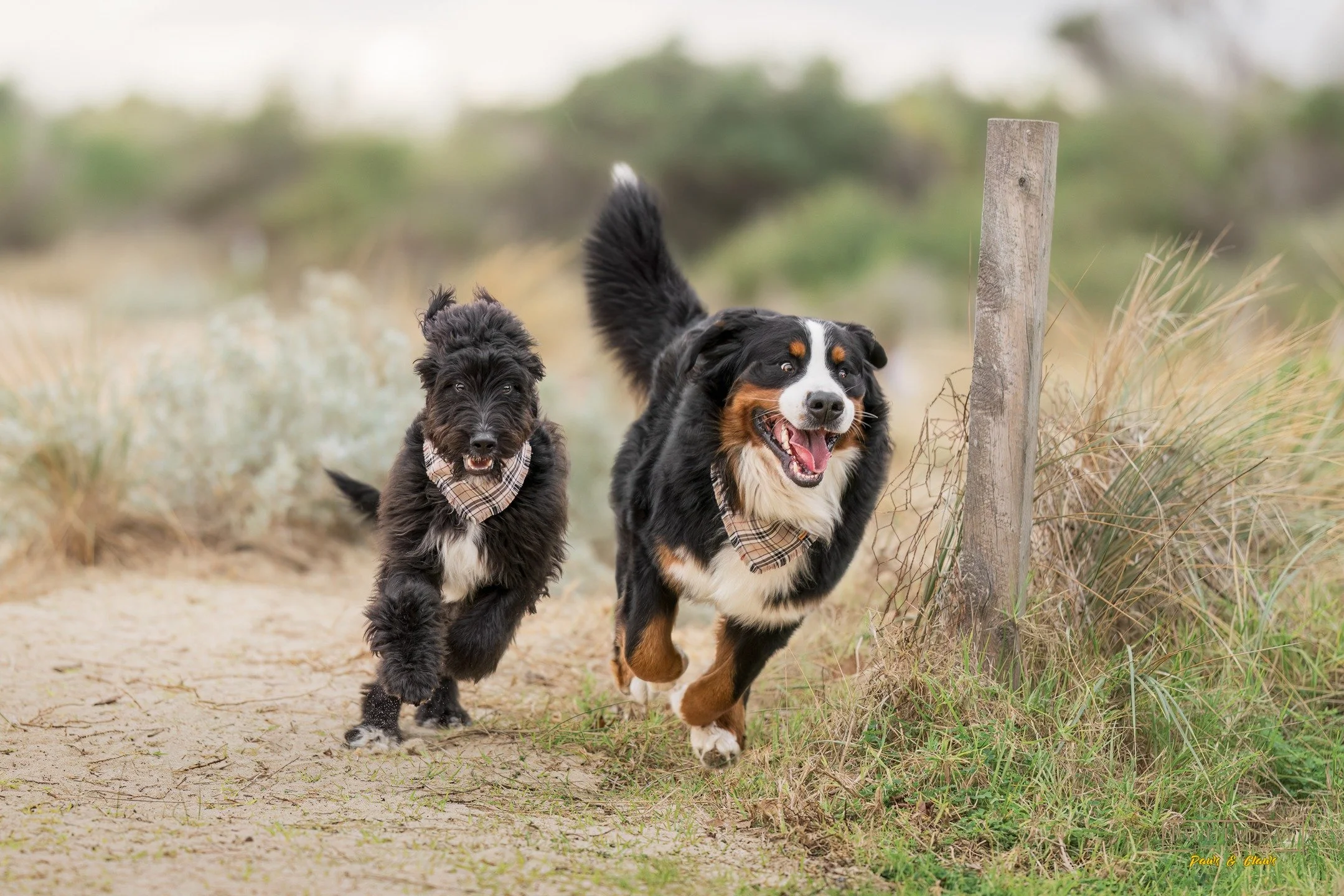 &quot;Brothers from other mothers&quot;
THOR and LOKI posing MARVELously with their hoomans during their recent beachside photo session!
🐶❤️📸
.
Let's capture your pup's character...
www.paultadday.com
.
#bernesemountaindog #bernese #dogsofinstagram
