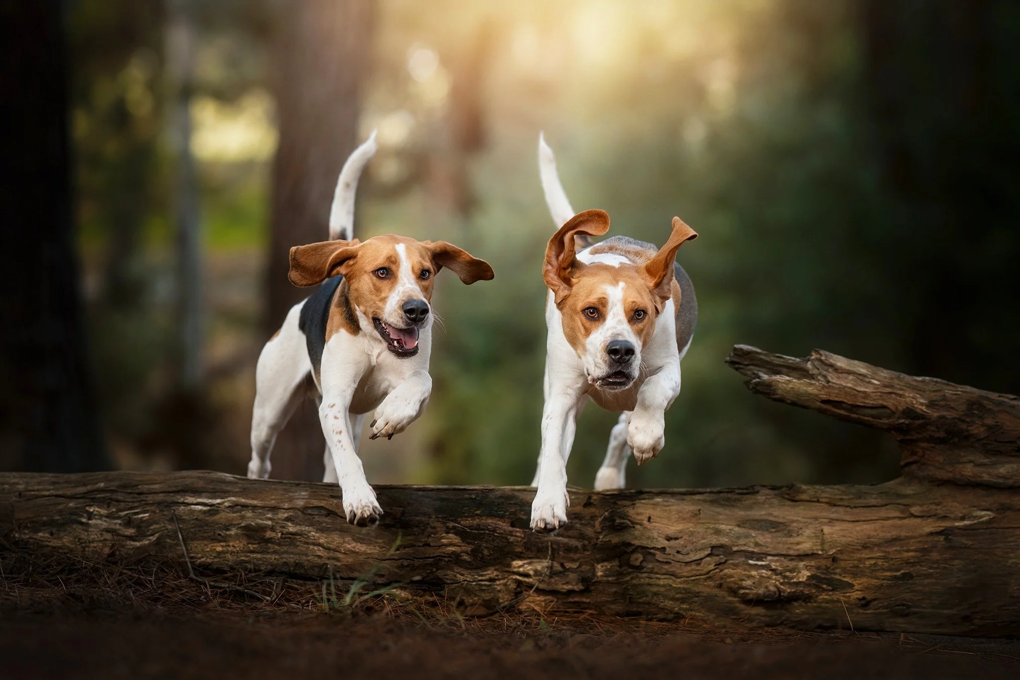 &quot;Wally and Axel&quot;
Brothers Forever 🐶❤️🐶
.
Fly high and run free, Wally! 🐶💔🦋🌈😥
.
www.paultadday.com
.
#beaglelove #melbournebeagles #beaglesofmelbourne #melbournedogs #melbournedogsofinsta #melbournedogsofinstagram #melbdogs #melbourne