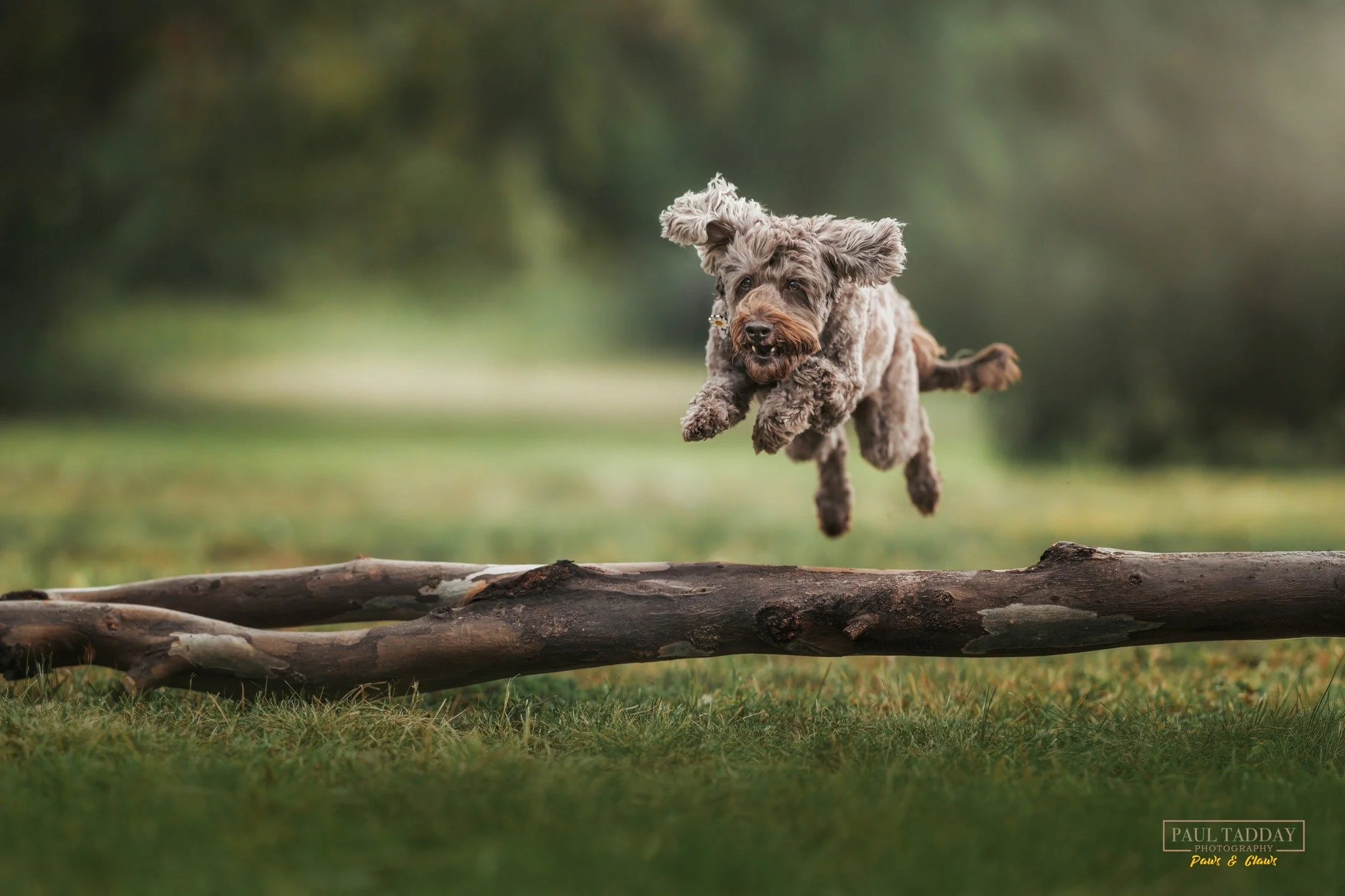 Sweet &quot;Daisy&quot; 🐶🌼
(Mini Labradoodle - 11)

&quot;Daisy really likes &quot;finding&quot; things by scent and sometimes we play by hiding objects in the house and asking her to fetch them.

One time we were out at the park and I knelt down t