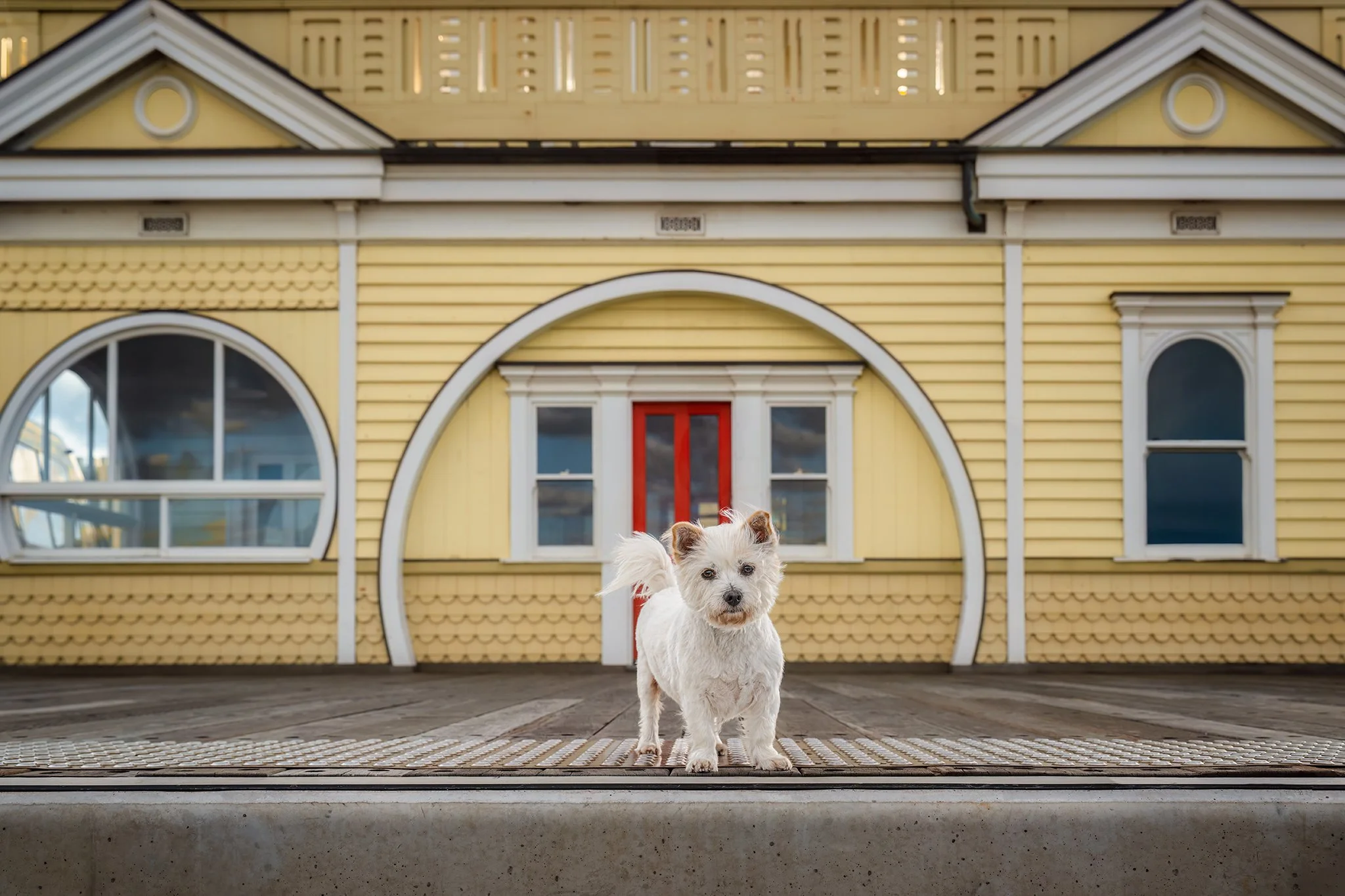 REGGIE
🐶❤️📷

He may only be a little fella but he has the heart of a lion (and appetite!)🦁

www.paultadday.com

#foreverfriendsanimalrescue #lunapark #lunaparkmelbourne #stkildabeach #melbournedogphotography #melbournedogphotographer #paultaddayph