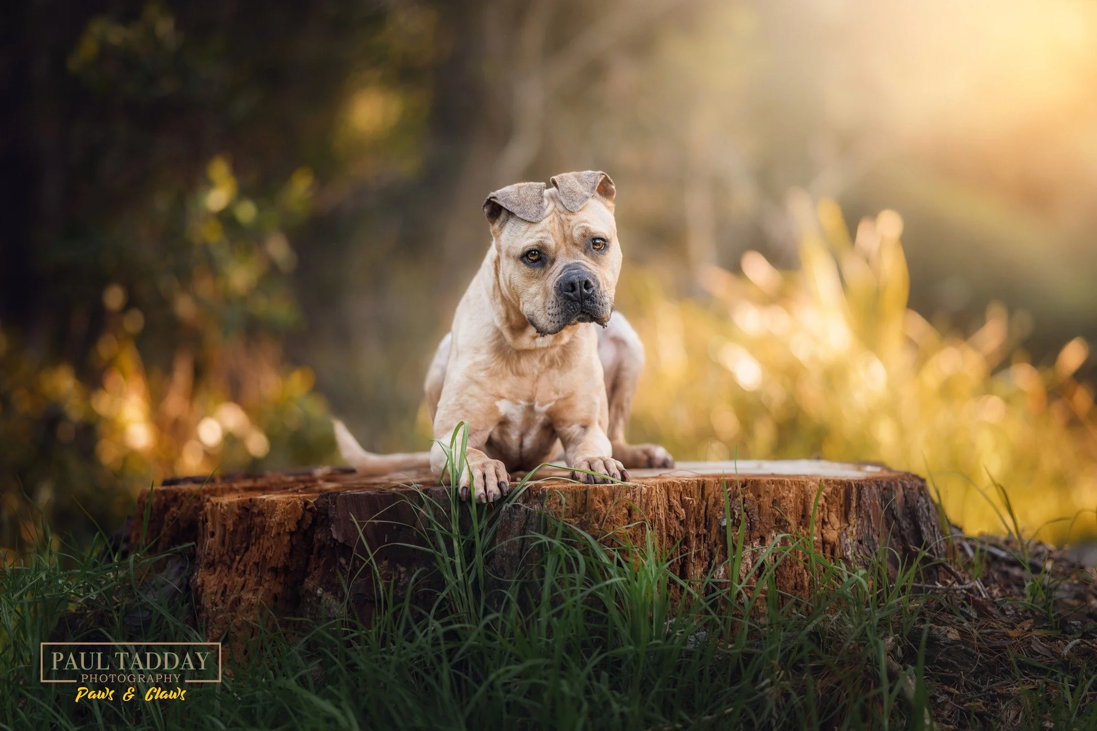🔥 SNEAK PEEK 🔥
SPICE girl!

A real sweetheart, Spice is a 5 year old American Staffy with big feelings and isn&rsquo;t afraid to let everyone know about it!

She gave plenty of cuddles and really lapped up the ear rubs and butt scratches during her