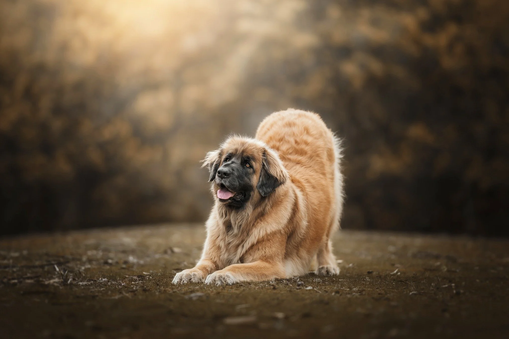 &quot;Greta&quot; the Great - A beautiful 6 year old Leonberger, Greta is the gentlest giant I have ever met! Such a placid girl and a cuddle kitten as well. 🐶📸❤️

&quot;Greta is a great communicator, and has figured out that if she sits in line at