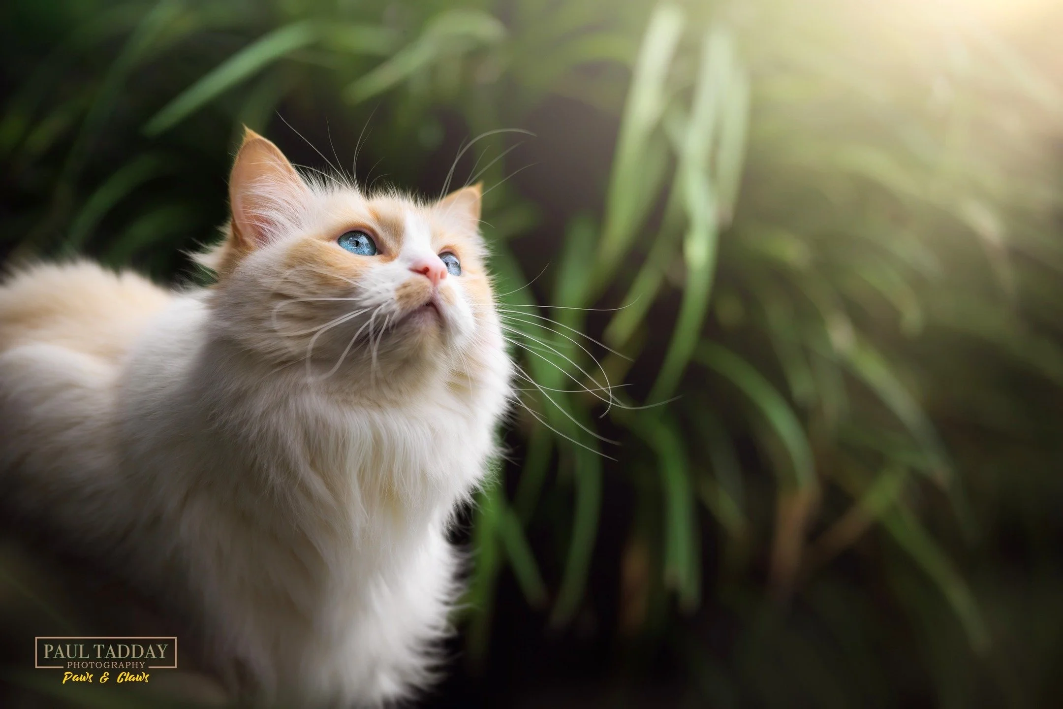 &quot;Simba&quot; - an 11 year old Ragdoll, Simba is king of his domain. He strutted confidently for the Paws &amp; Claws lens during his photo session today! He has the look of a superstar and he knows it!
😺❤📸

www.paultadday.com

#catitude #petph