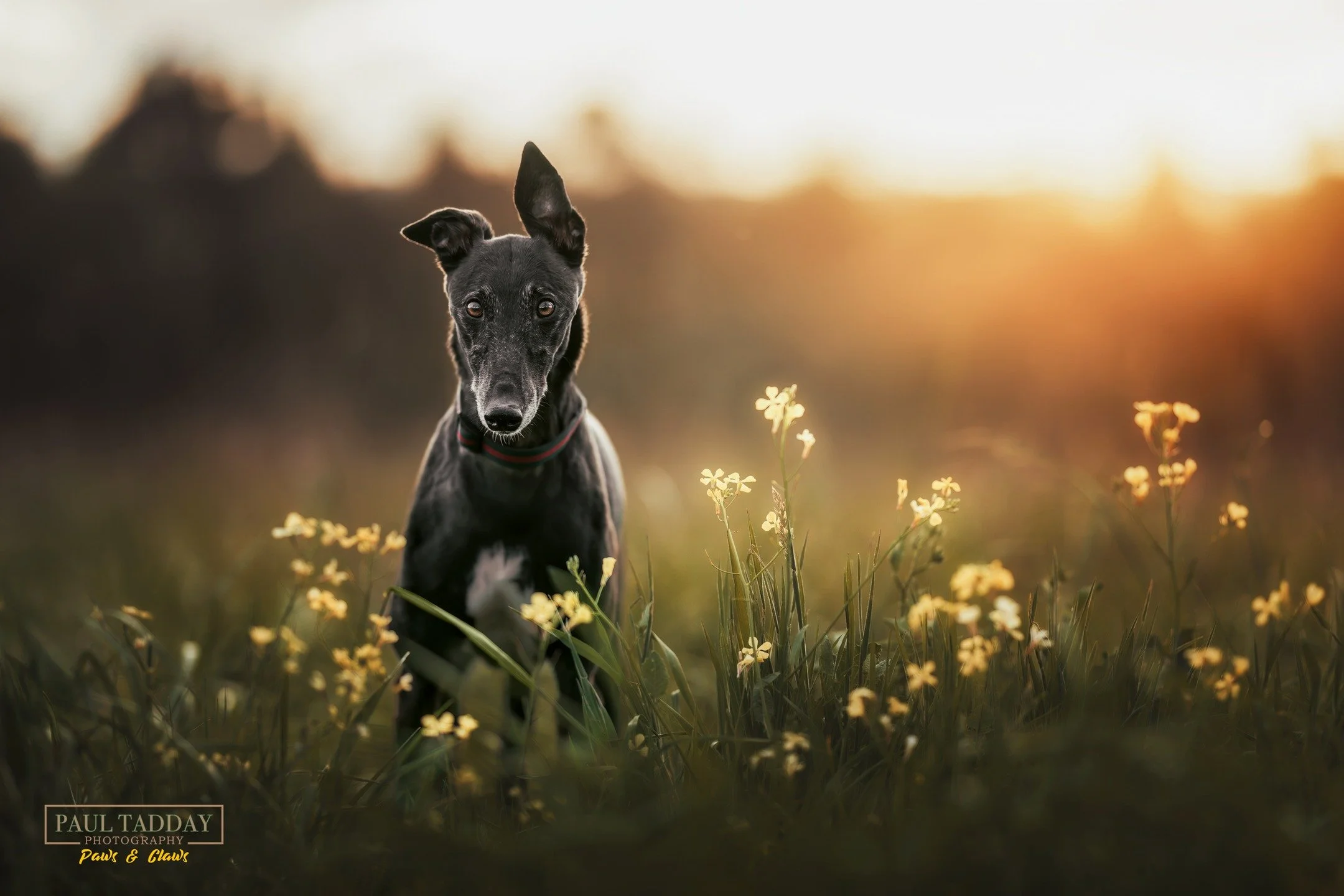&quot;Hila&quot; - a beautiful, sweet soul, 8 year old Hila is fighting the hardest battle against and aggressive cancer. But it's definitely not stopping her living her best life and sharing love with all those around her.
🐶❤📸

&quot;We originally