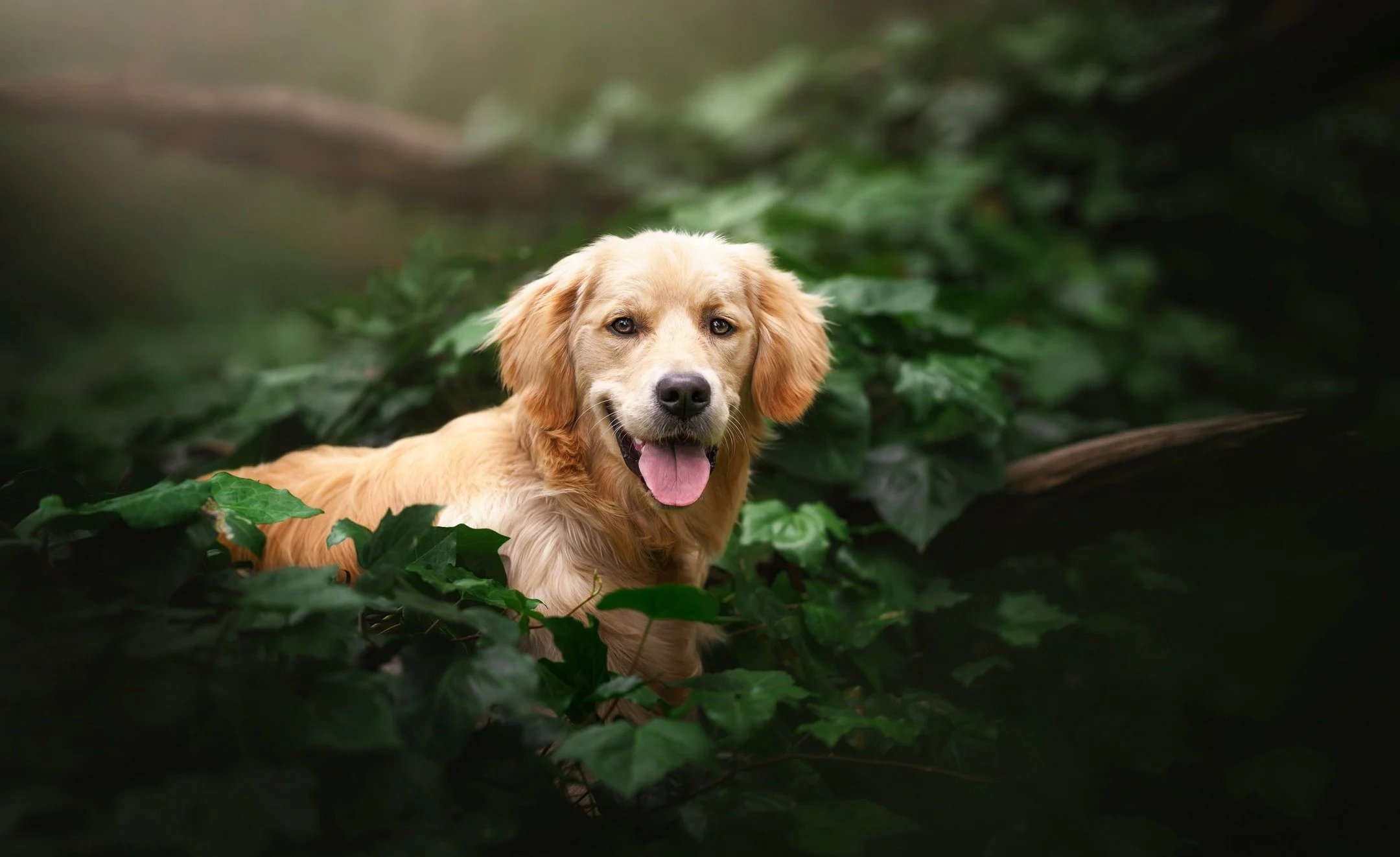 🔥 SNEAK PEEK 🔥
Goodest boy, &quot;Luca&quot;
🐶📸❤
A 6 month old Golden Retriever with all the star power of a supermodel! 🌟

www.paultadday.com

XMAS GIFT VOUCHERS &amp; 2026 CALENDARS NOW ON SALE!
🎅🎄📅🎁

#goldenretrieverphotos #goldenretrieve